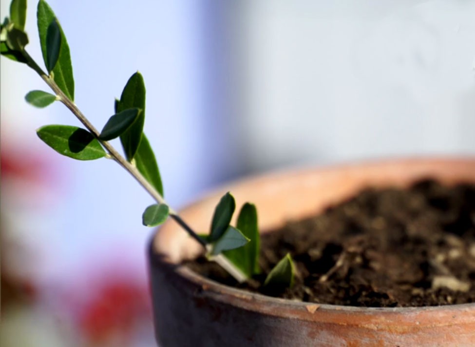 The successful layering of an olive tree grown in pots