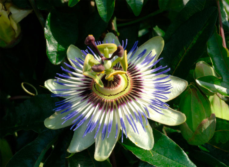 How to prune to maintain passionflower?
