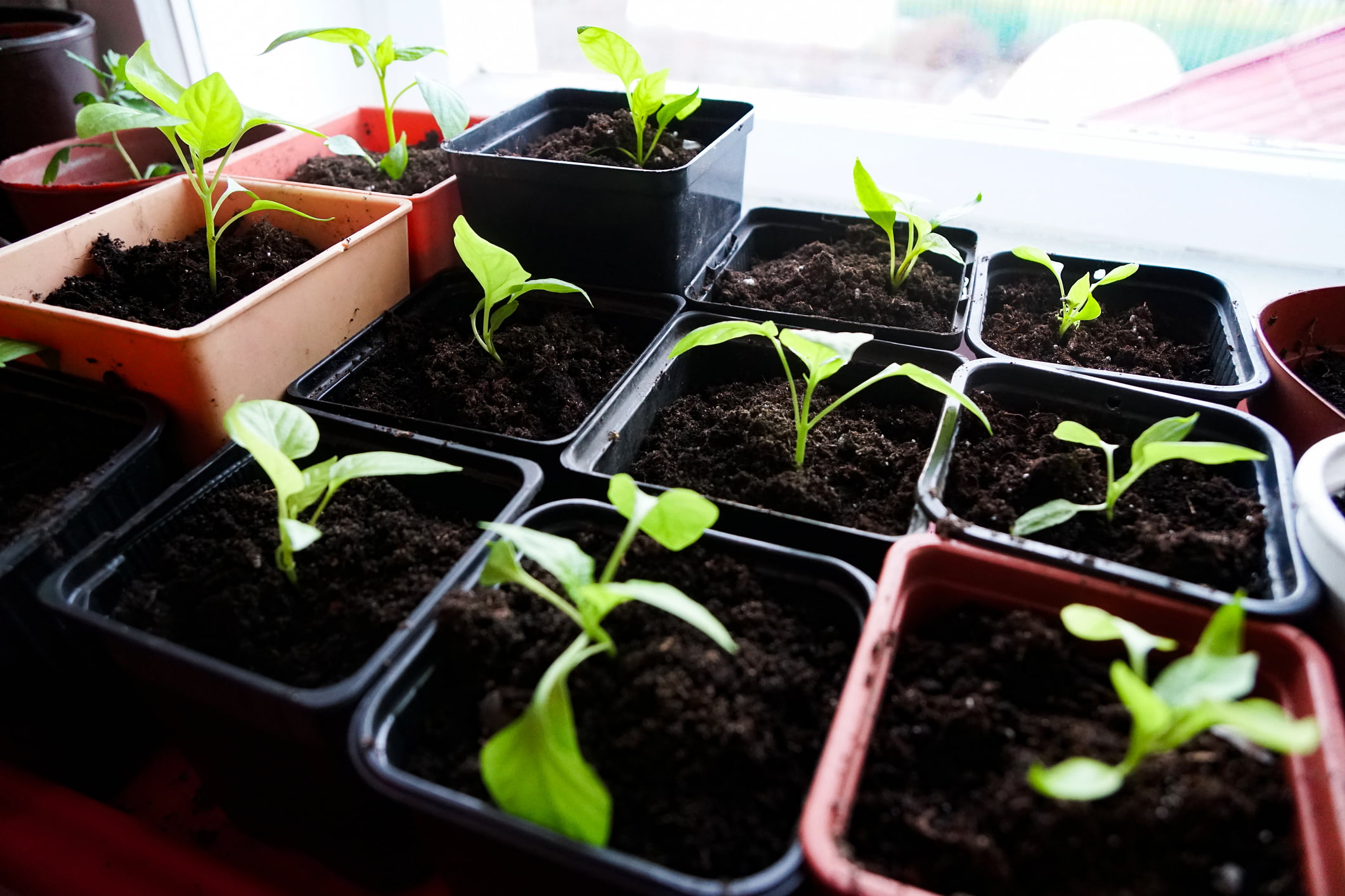 How to sow in a bucket: tips and advice