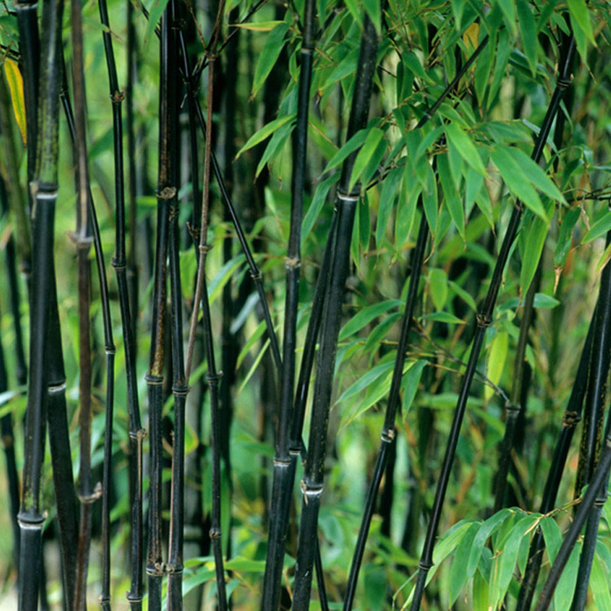Culture sheet: black bamboo (Phyllostachys nigra)