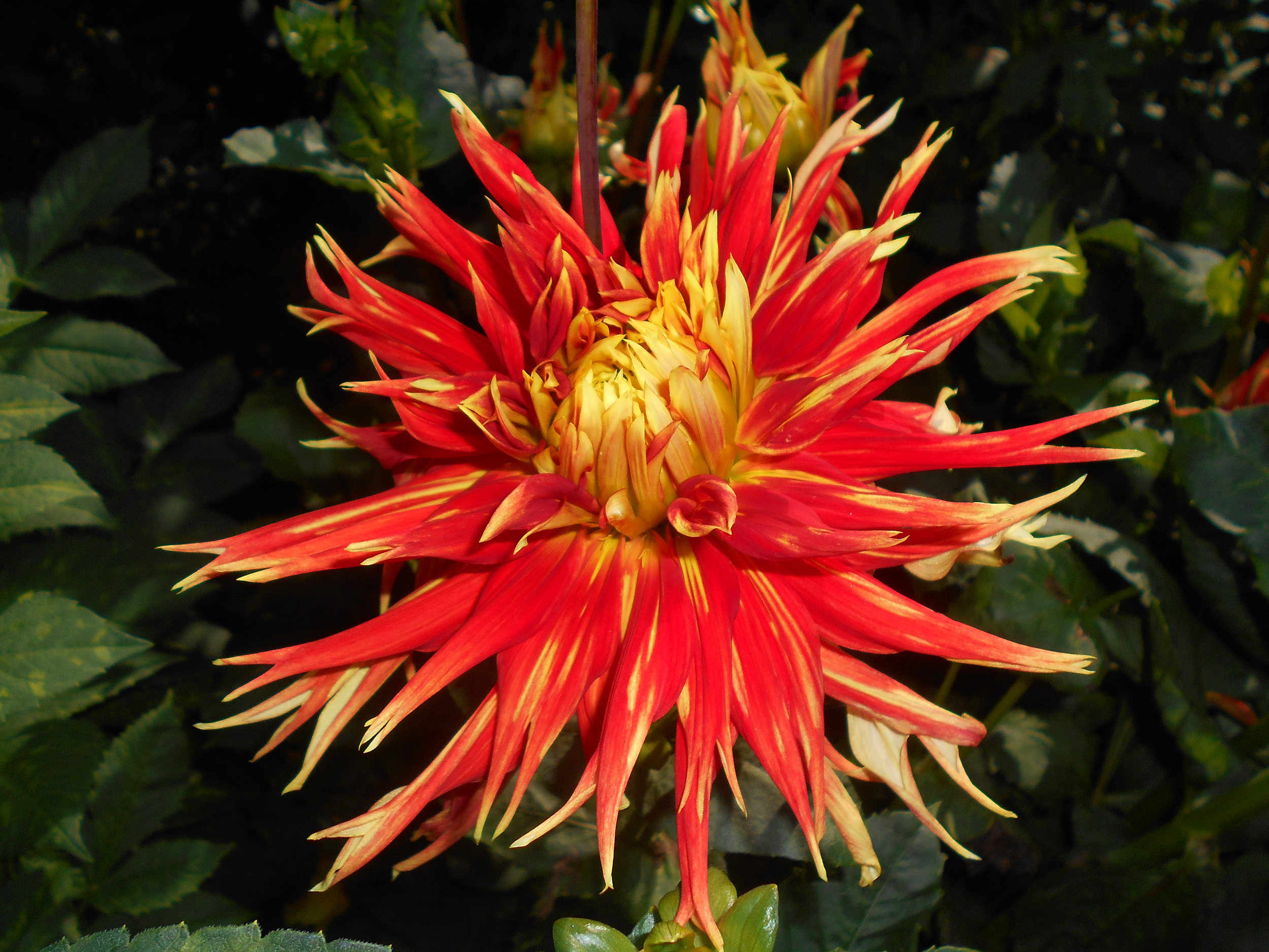 Dahlia ‘Showntell’