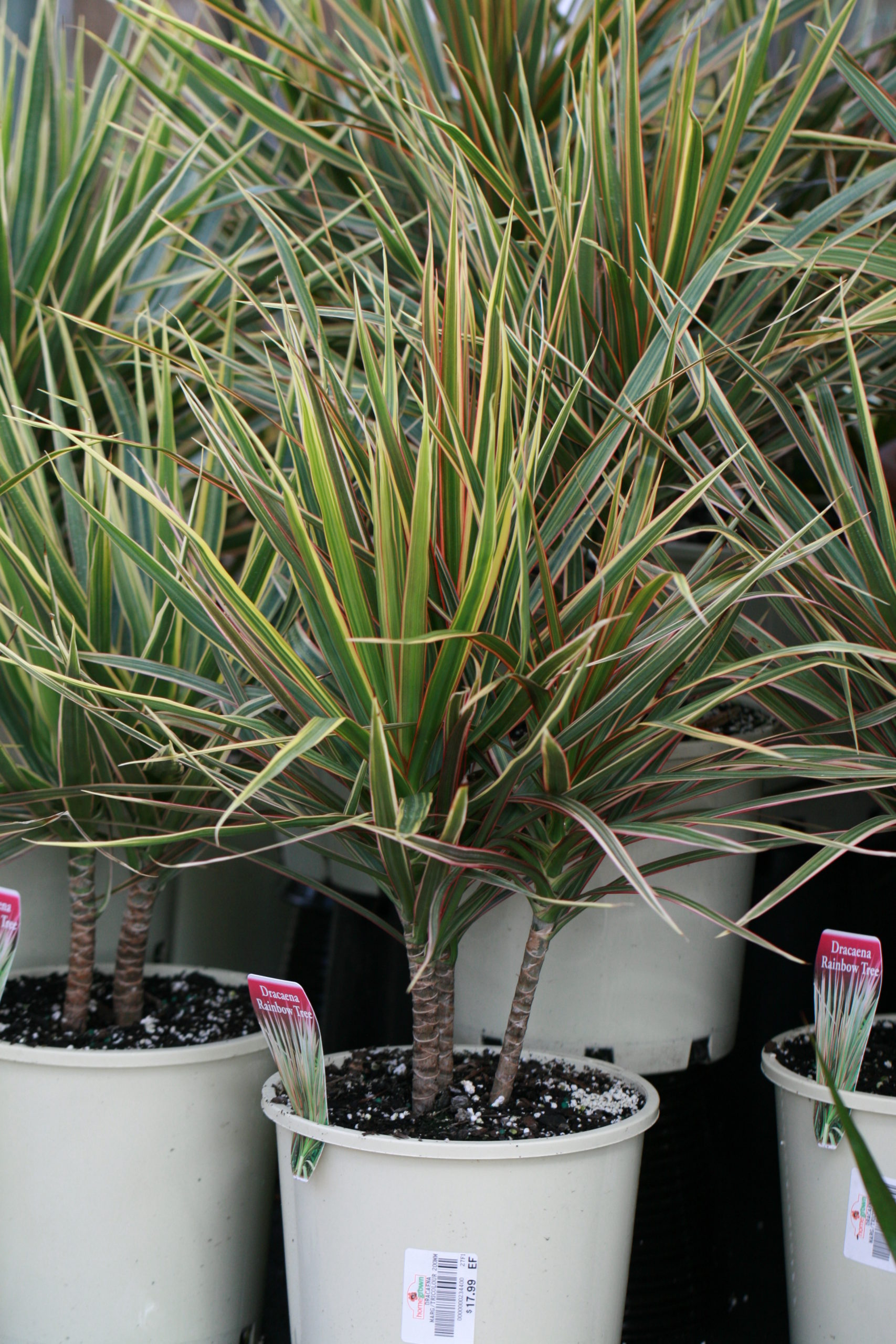 Caring for dracaena: step by step for a healthy plant
