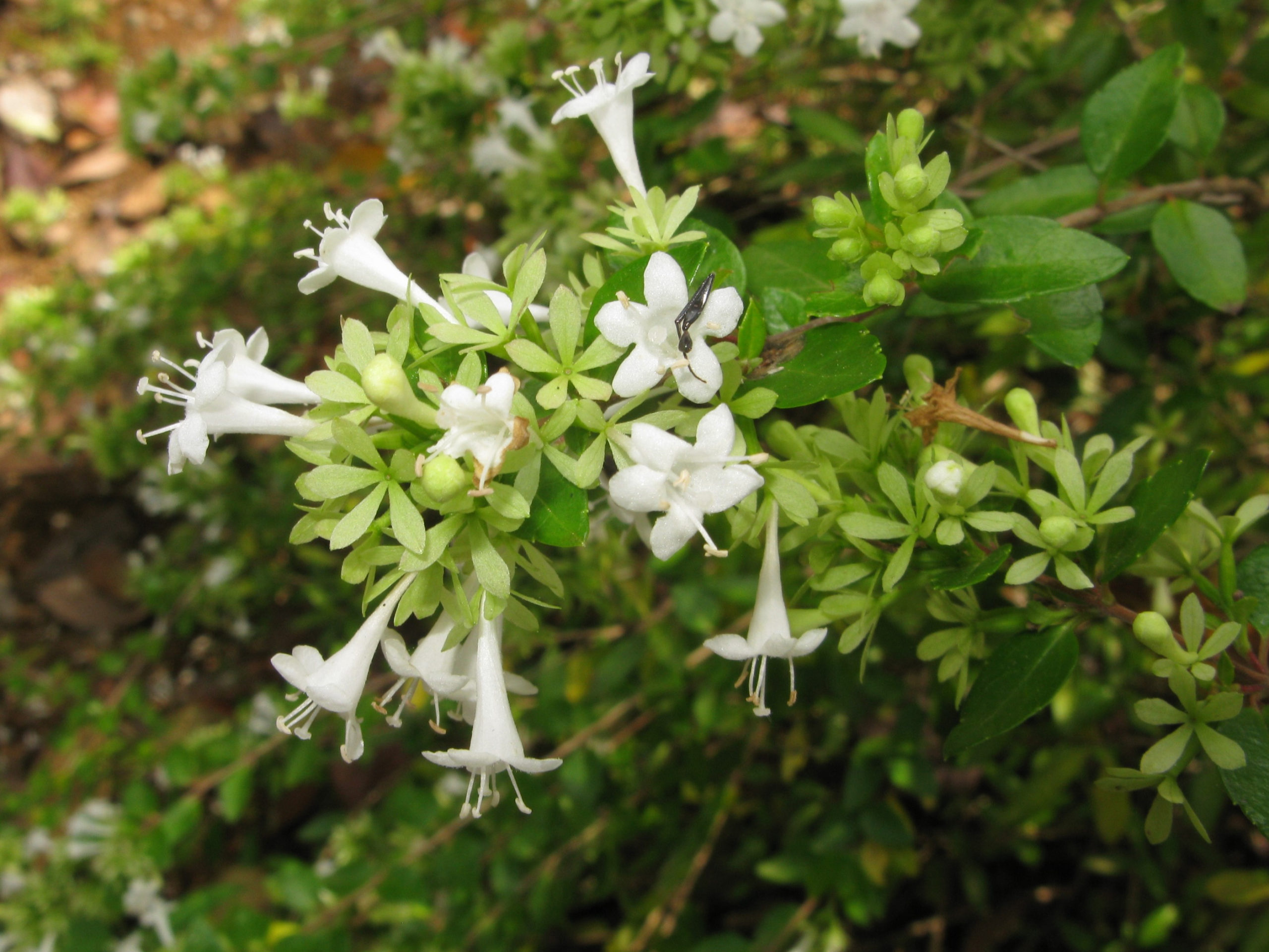 Culture sheet: hyacinth (Abelia Chinensis)