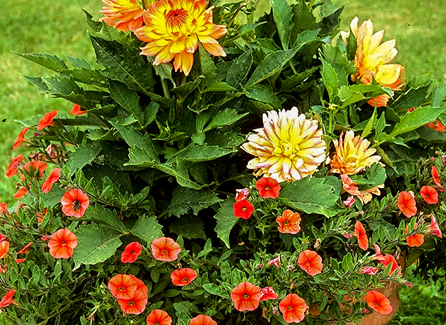 Flowery compositions