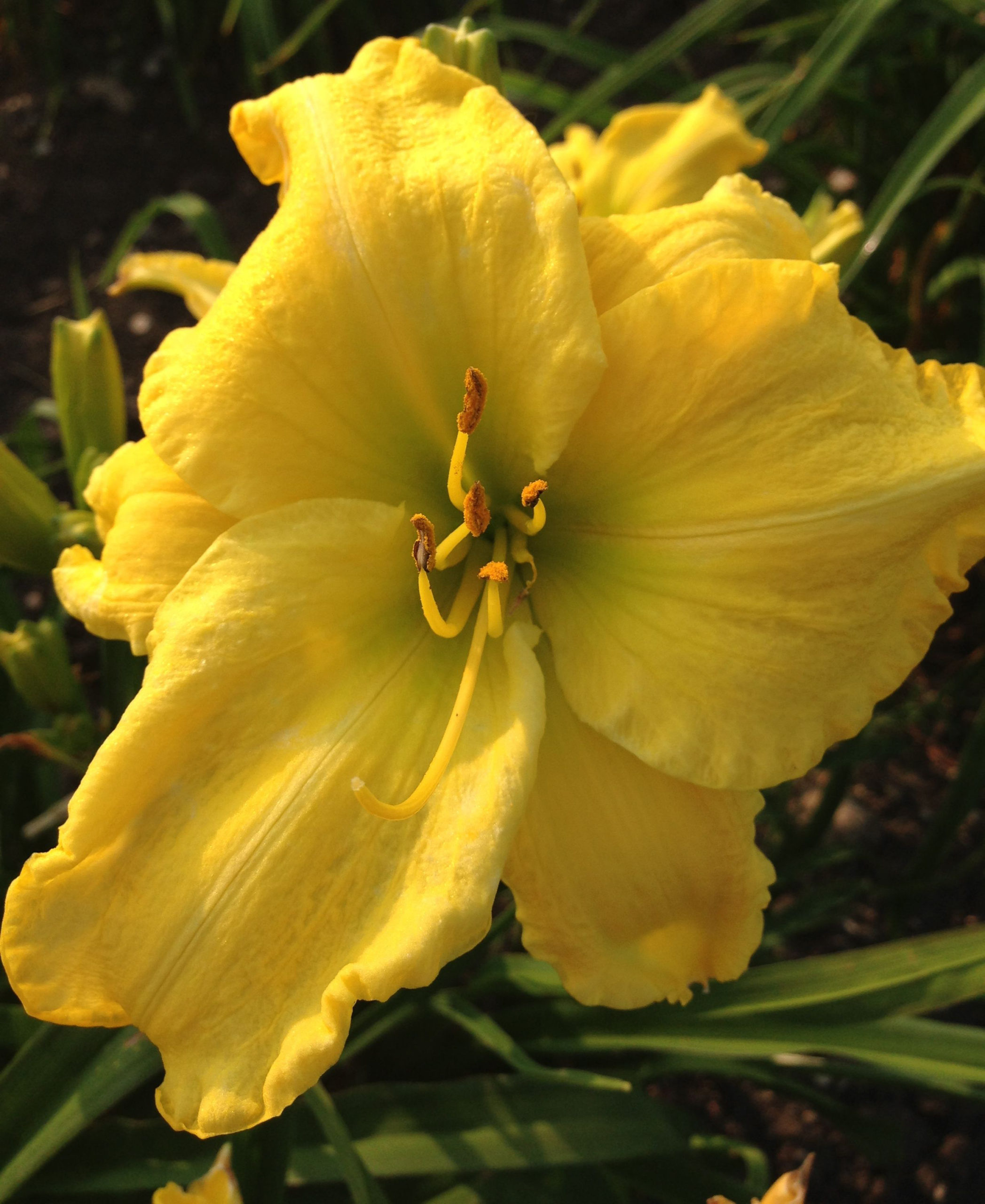 How to grow daylily ‘Iron Gate Glacier’