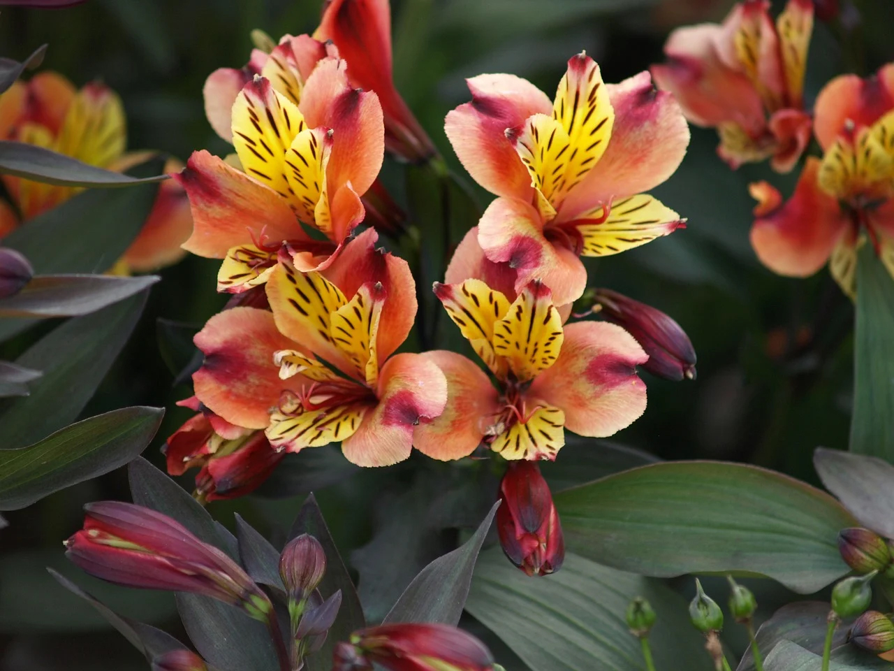 Alstroemeria Indian Summer (Alstroemeria): growing advice