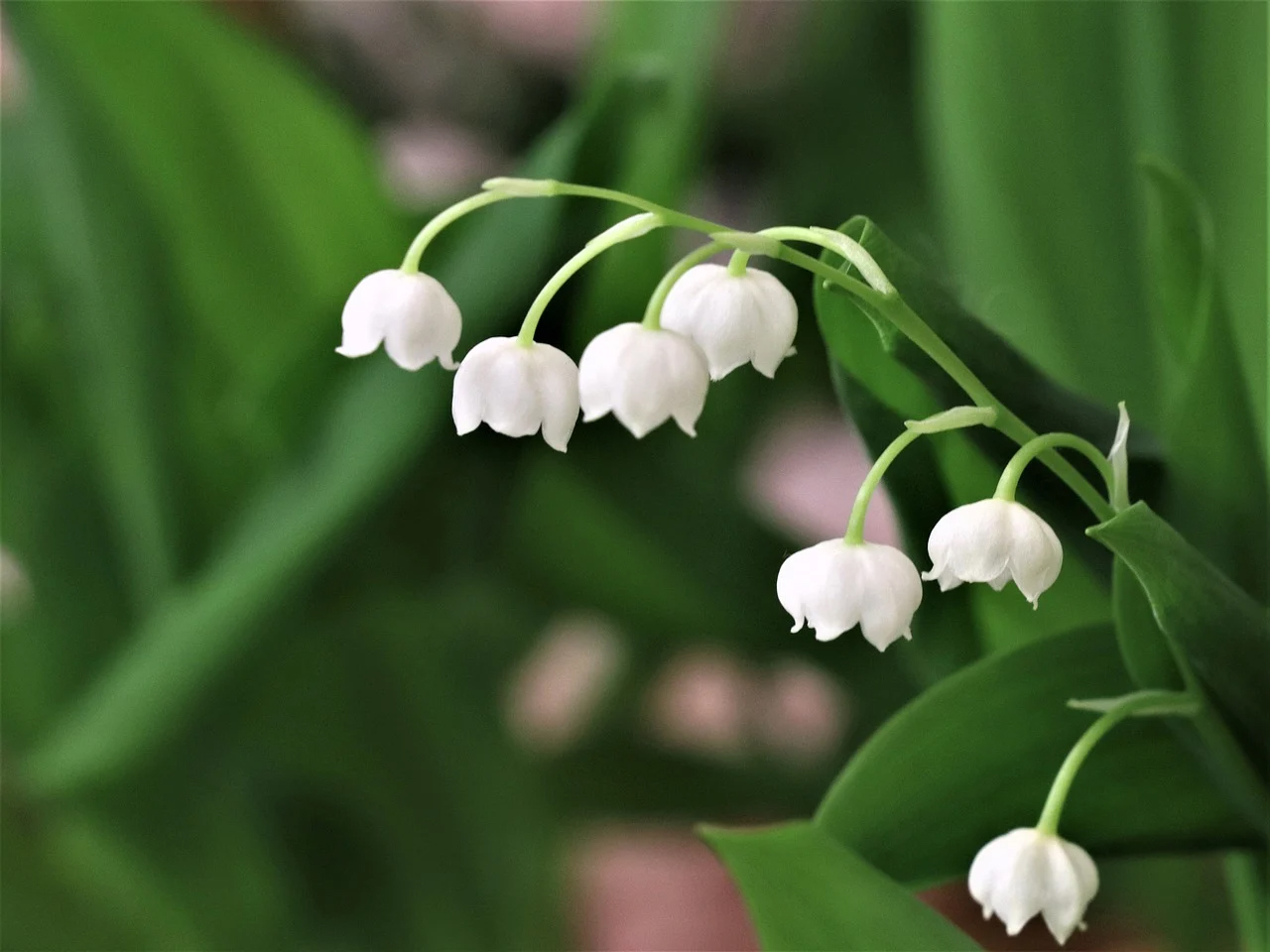 What to do with lily of the valley in a pot after May 1st?