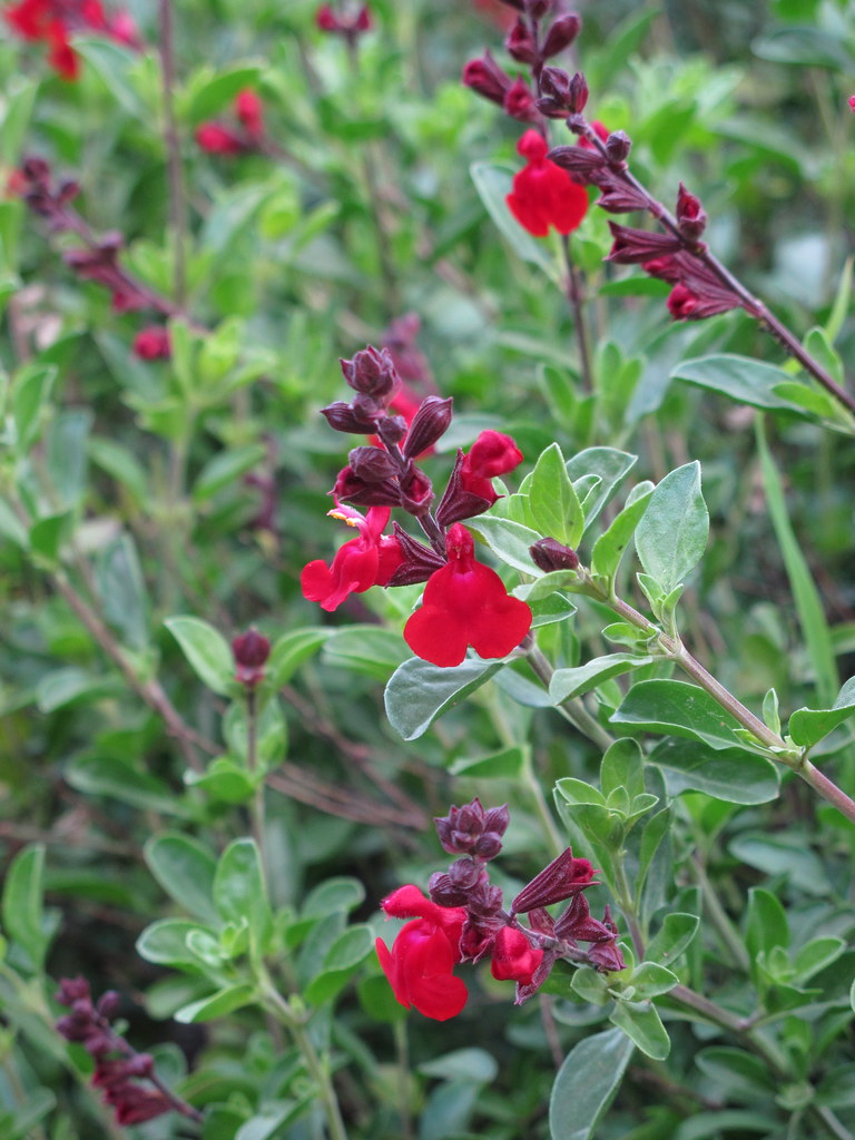 Mirage sage (Salvia greggii): growing tips