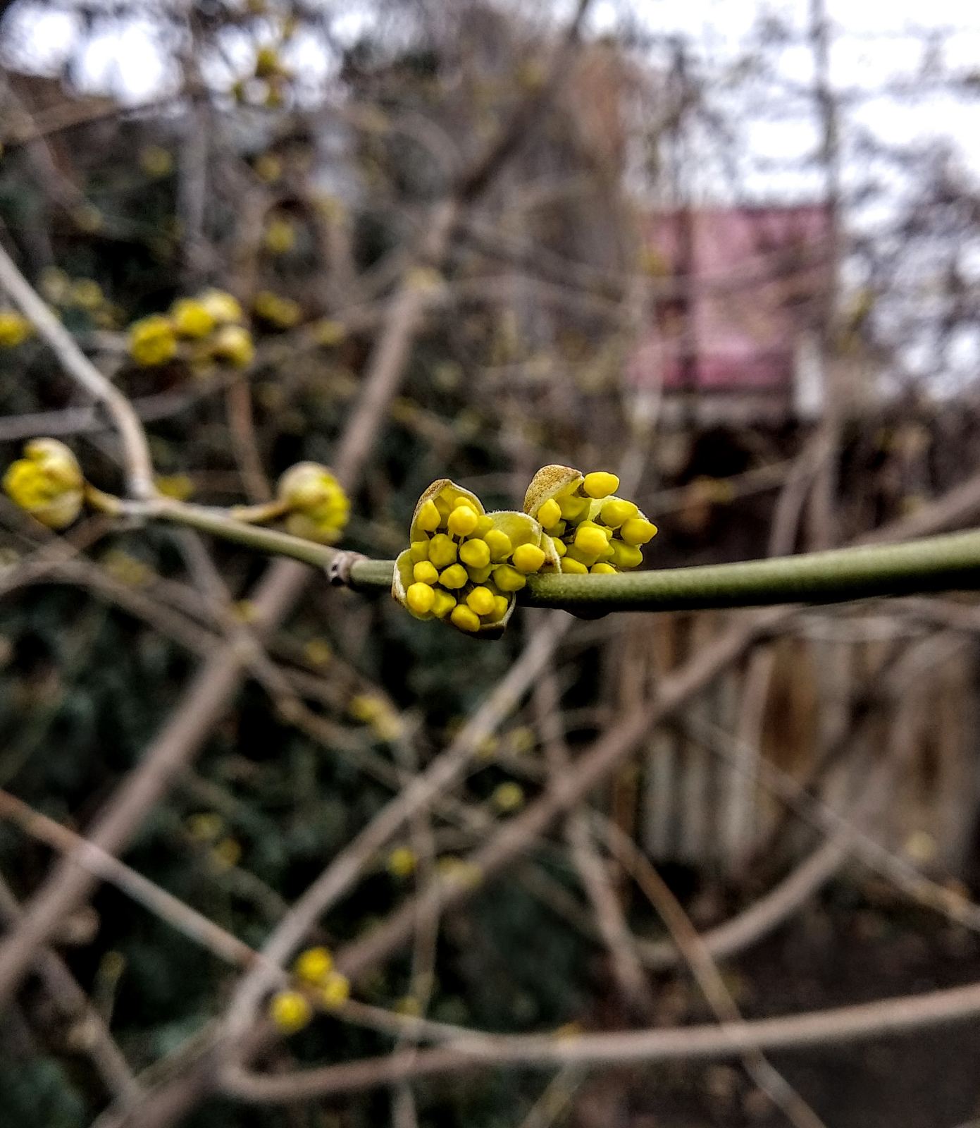 Autumn, March Hazelnuts, Almonds, Cornelian cherry