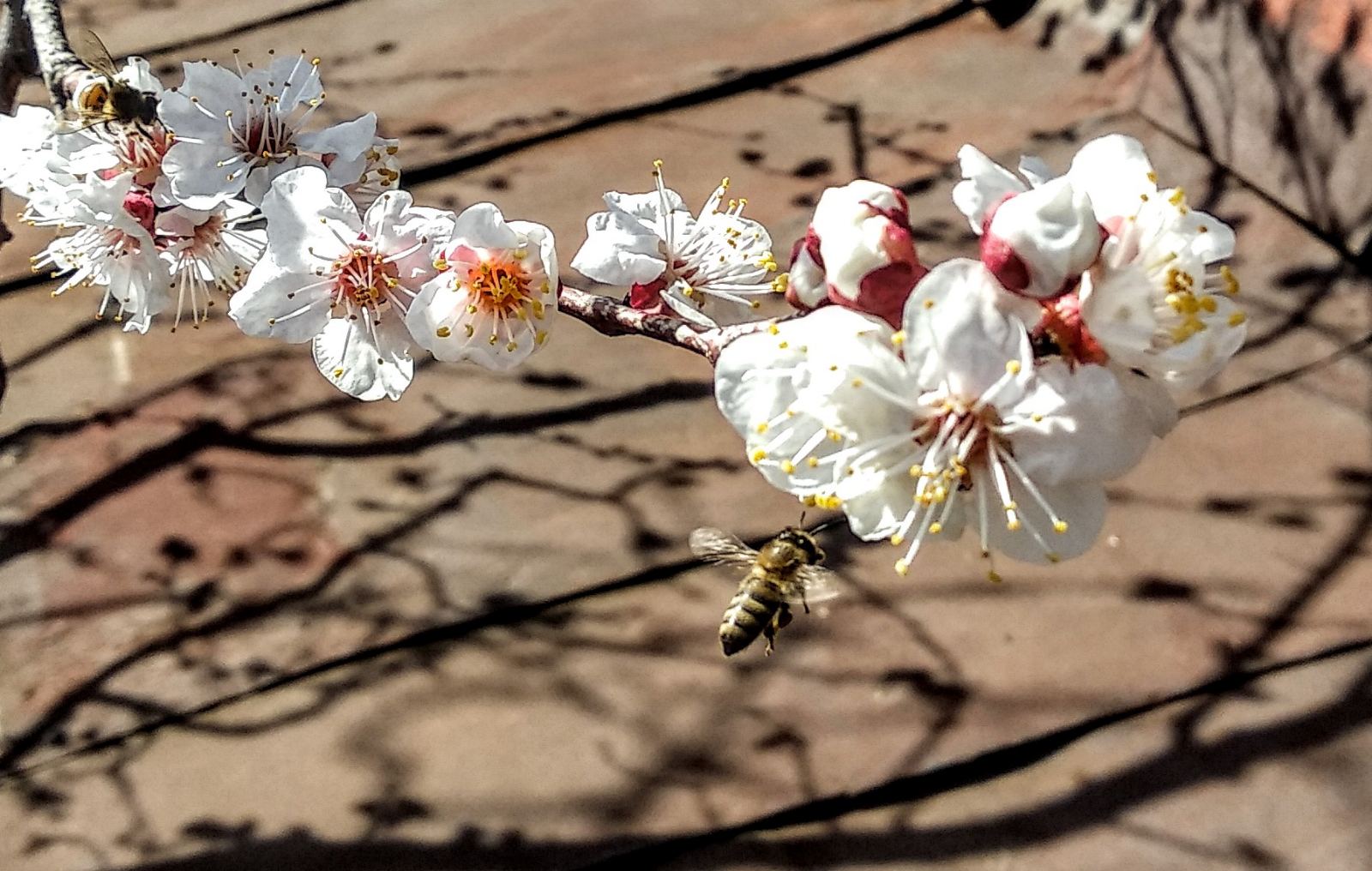 Apricot tree blossom