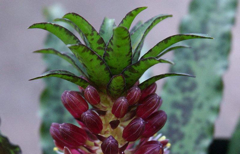 Cutting the eucomis