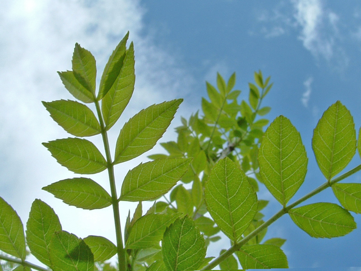 Thinning the ash tree
