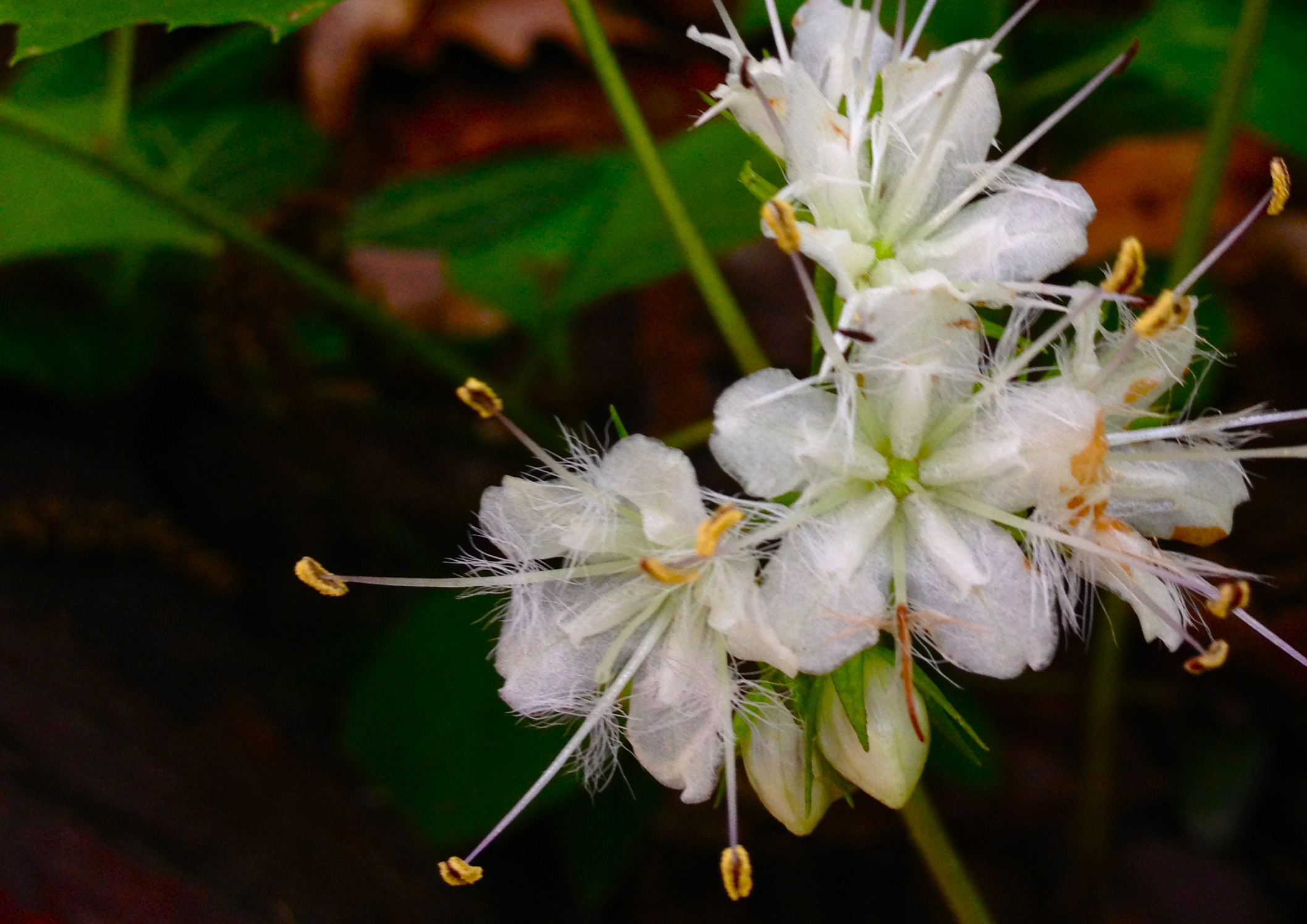 How to grow Hydrophyllum canadense: tips