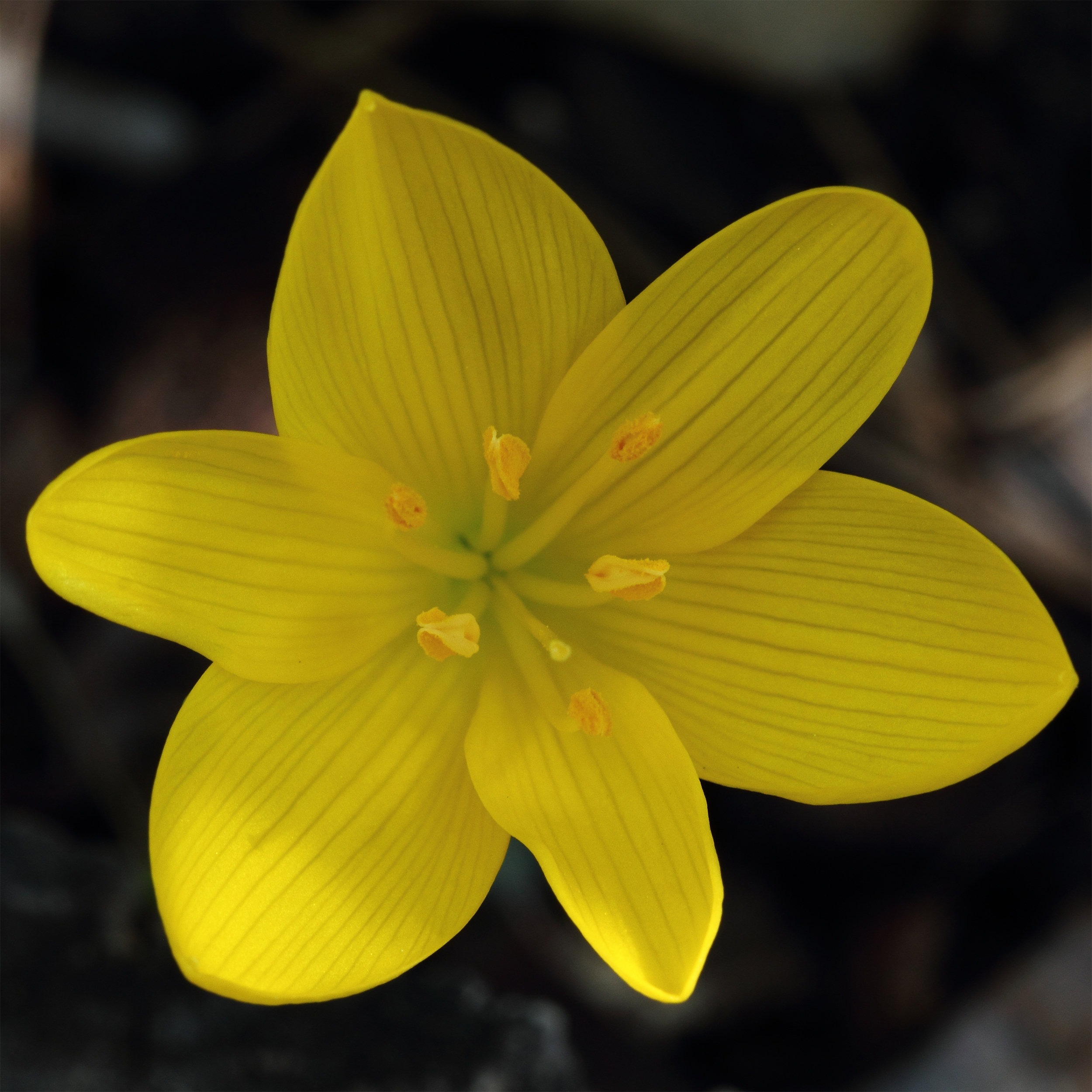 Successful cultivation of sternbergias
