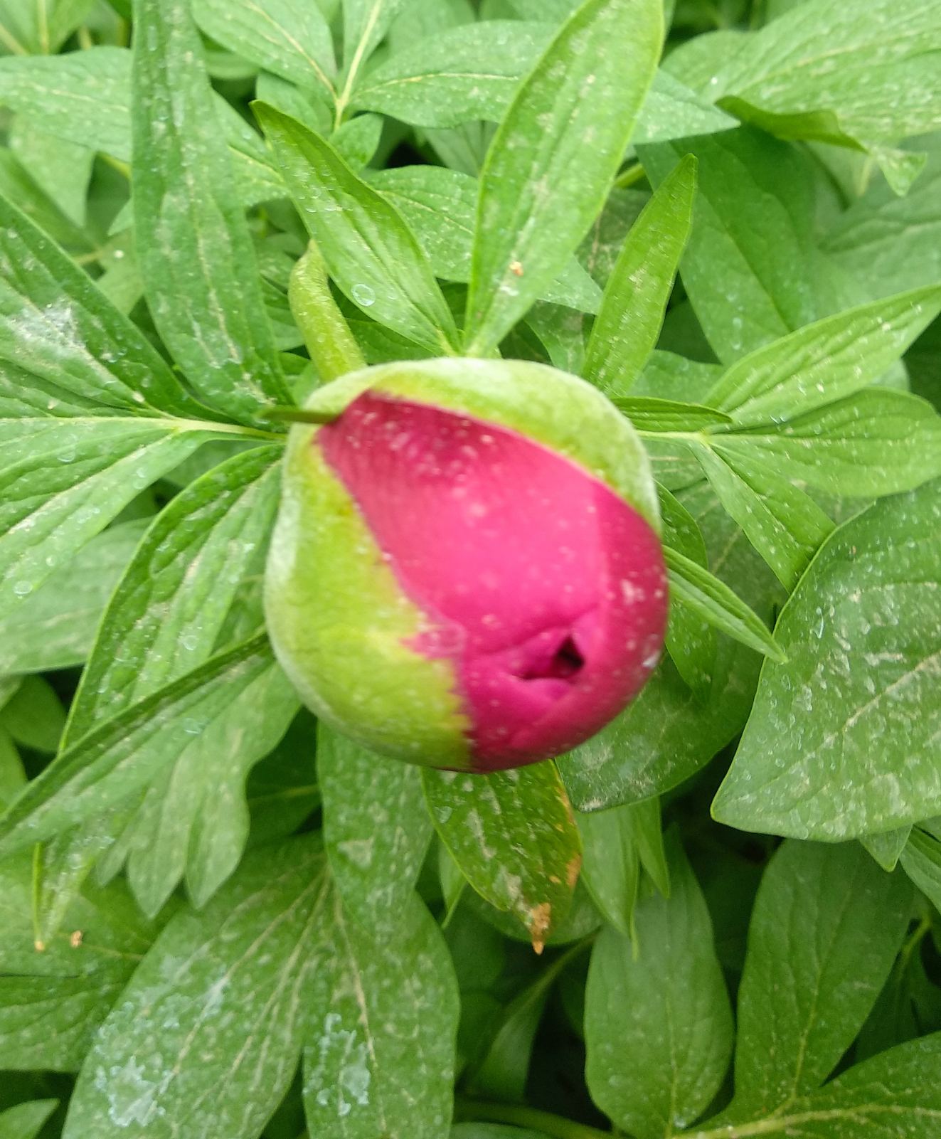 Peonies Bloom