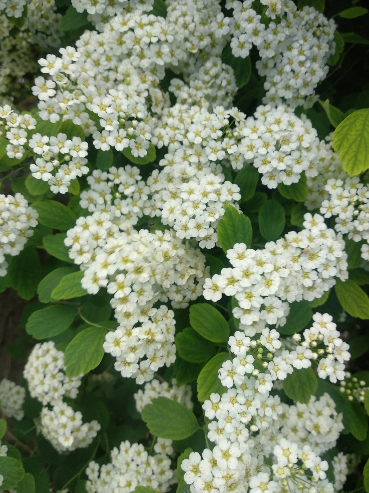 Japanese Spirea Bloom