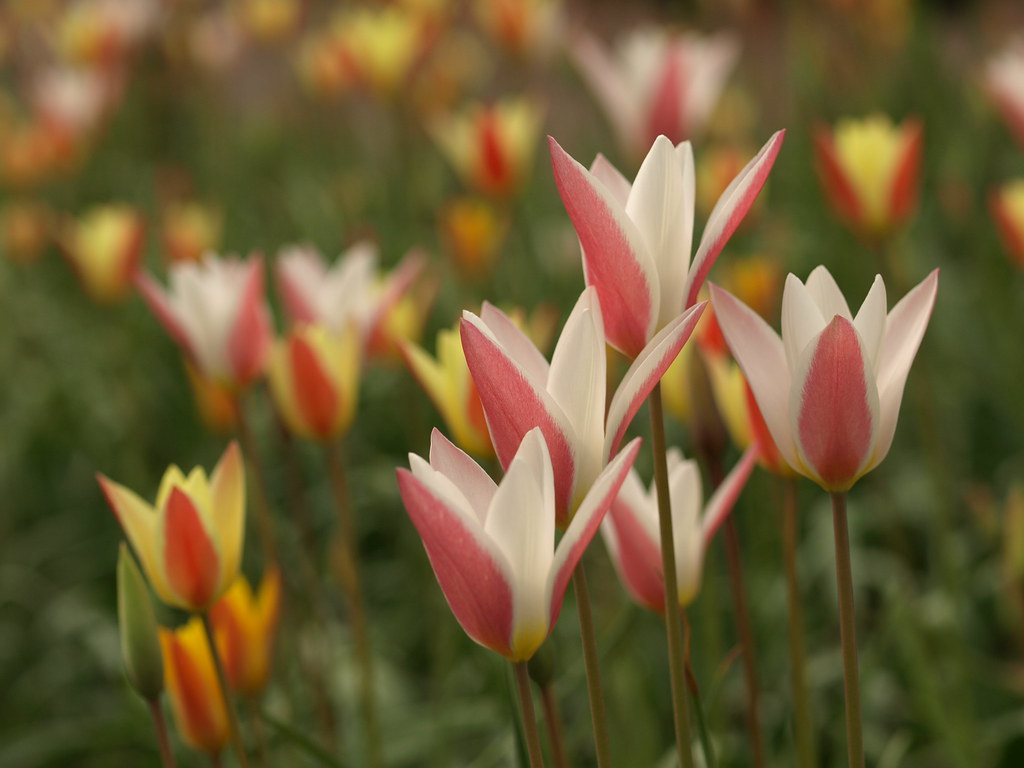 Cultivation and maintenance sheet for tulipa clusiana
