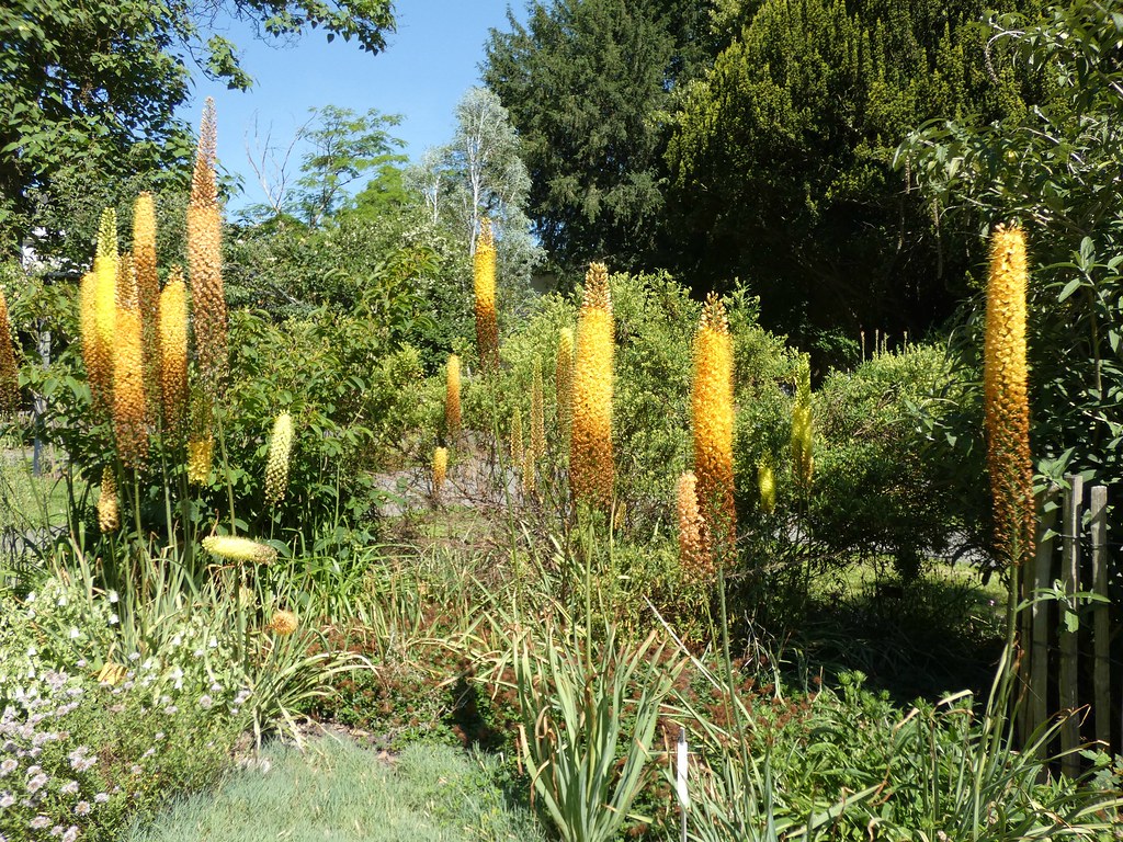 Divide the Eremurus