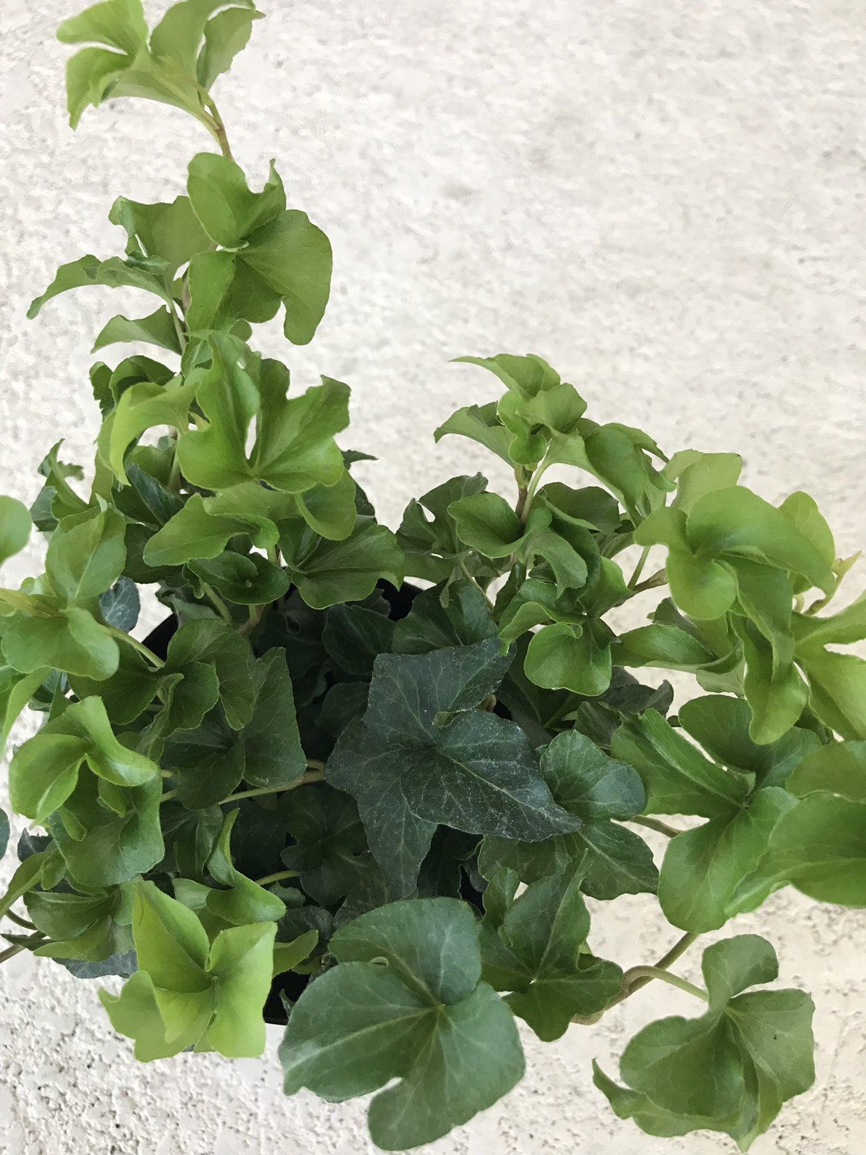 Cultivation sheet: Curly Ivy ‘Parsley Crested’