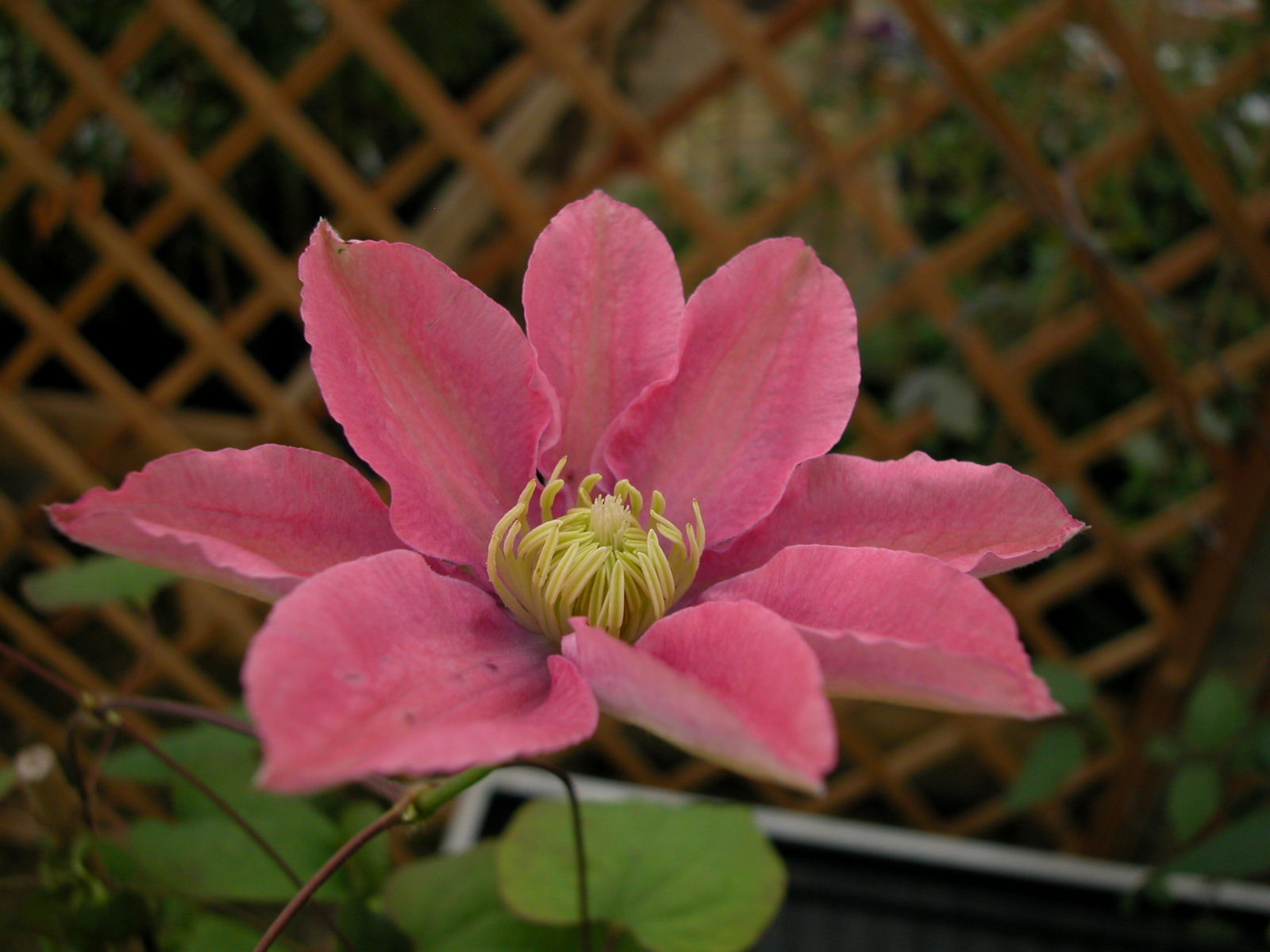 Little Mermaid Clematis
