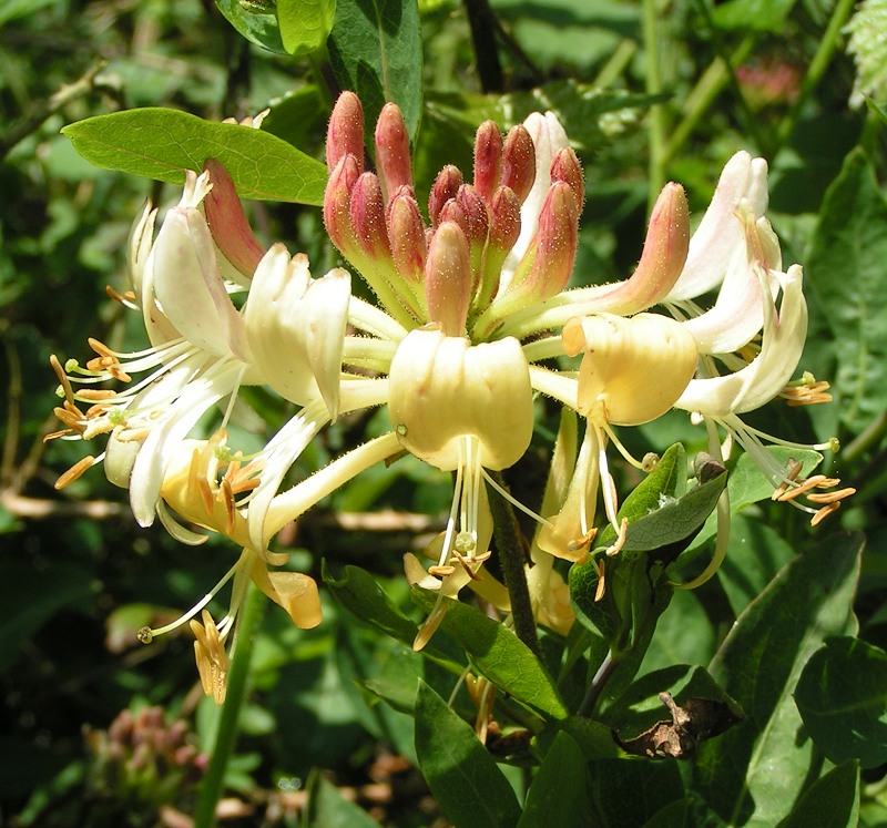 Honey plants (plants which produce a juice or nectar which attracts pollinators)