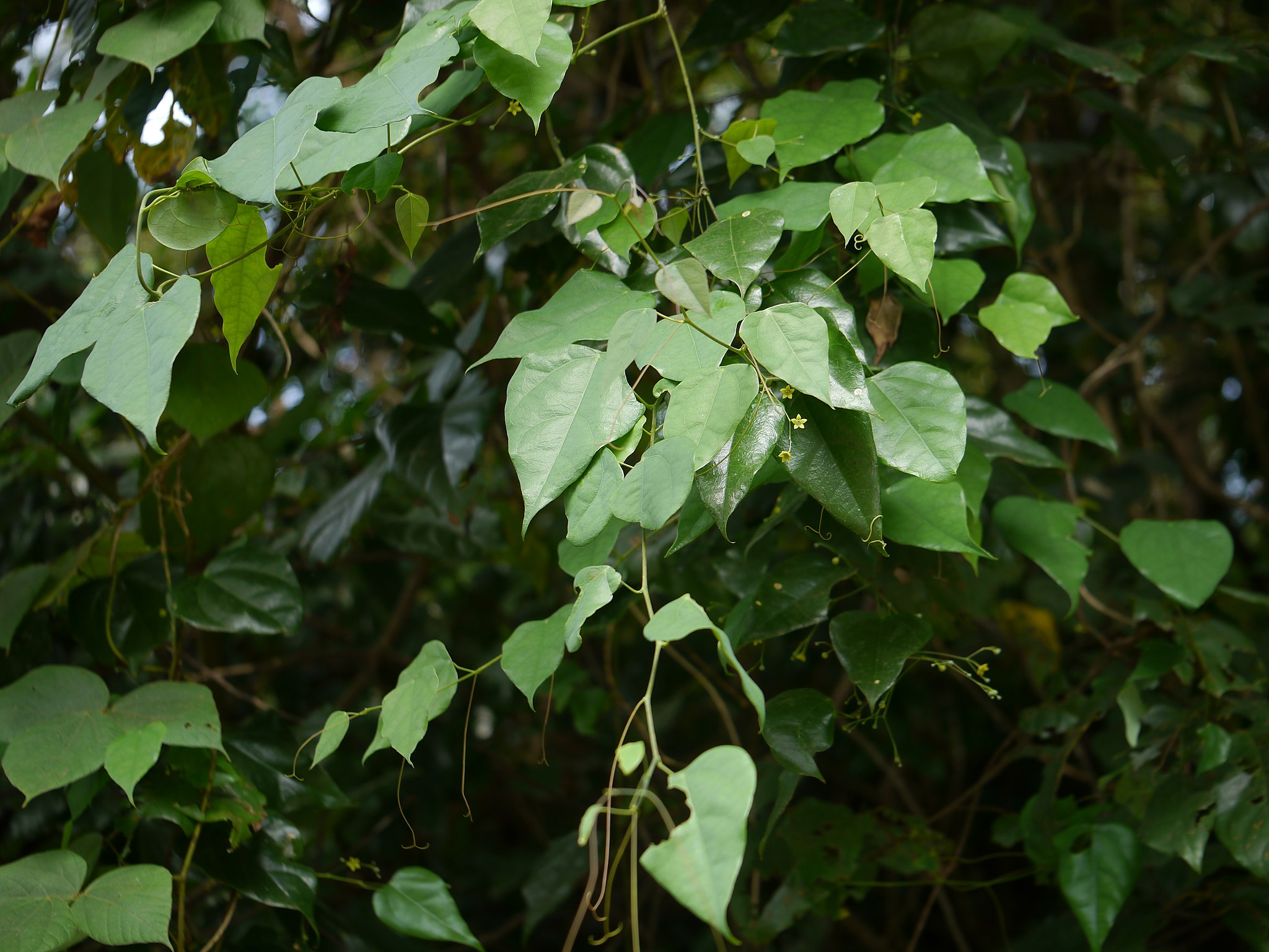 Install a climber on stakes