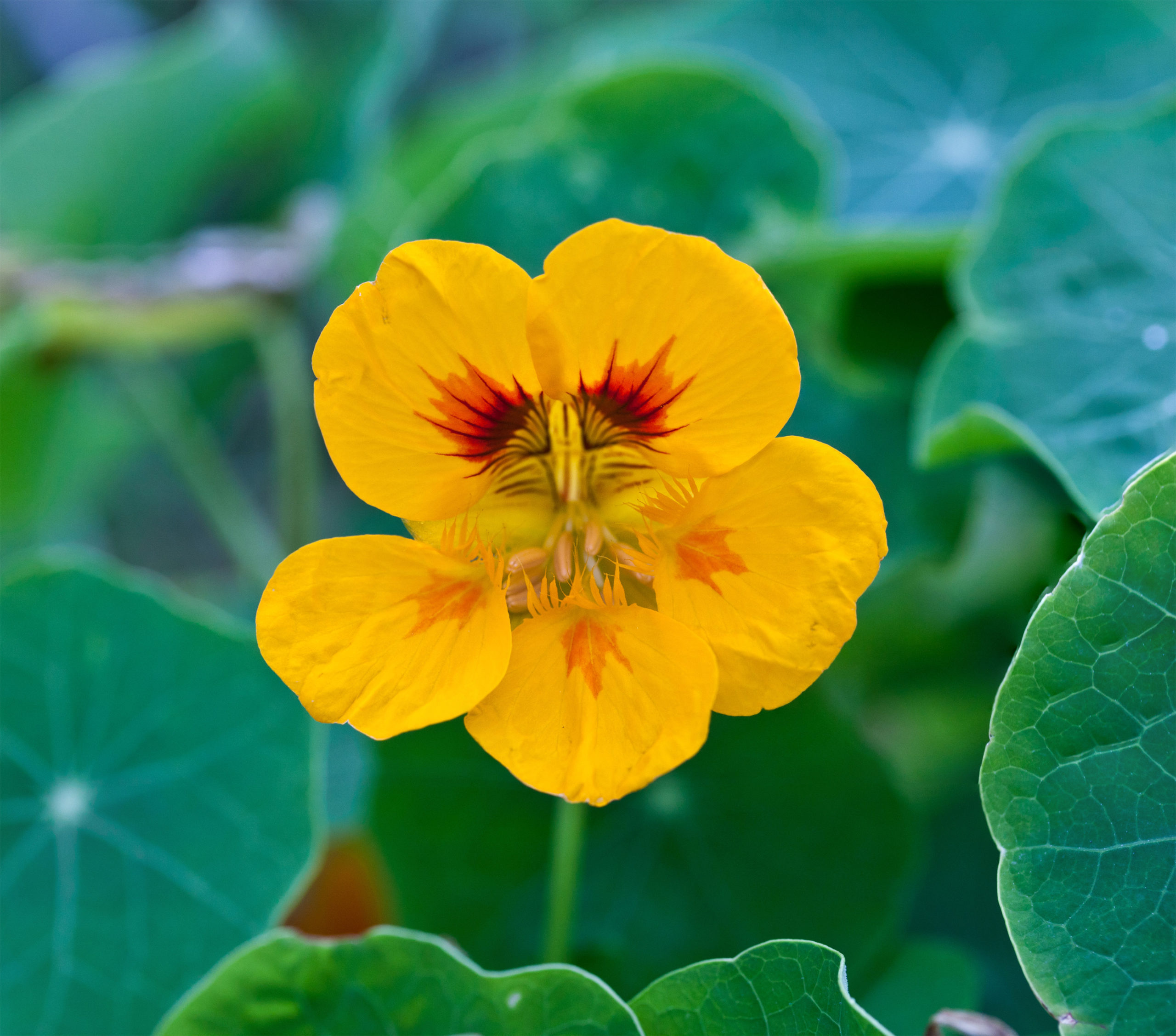 Butter the nasturtium