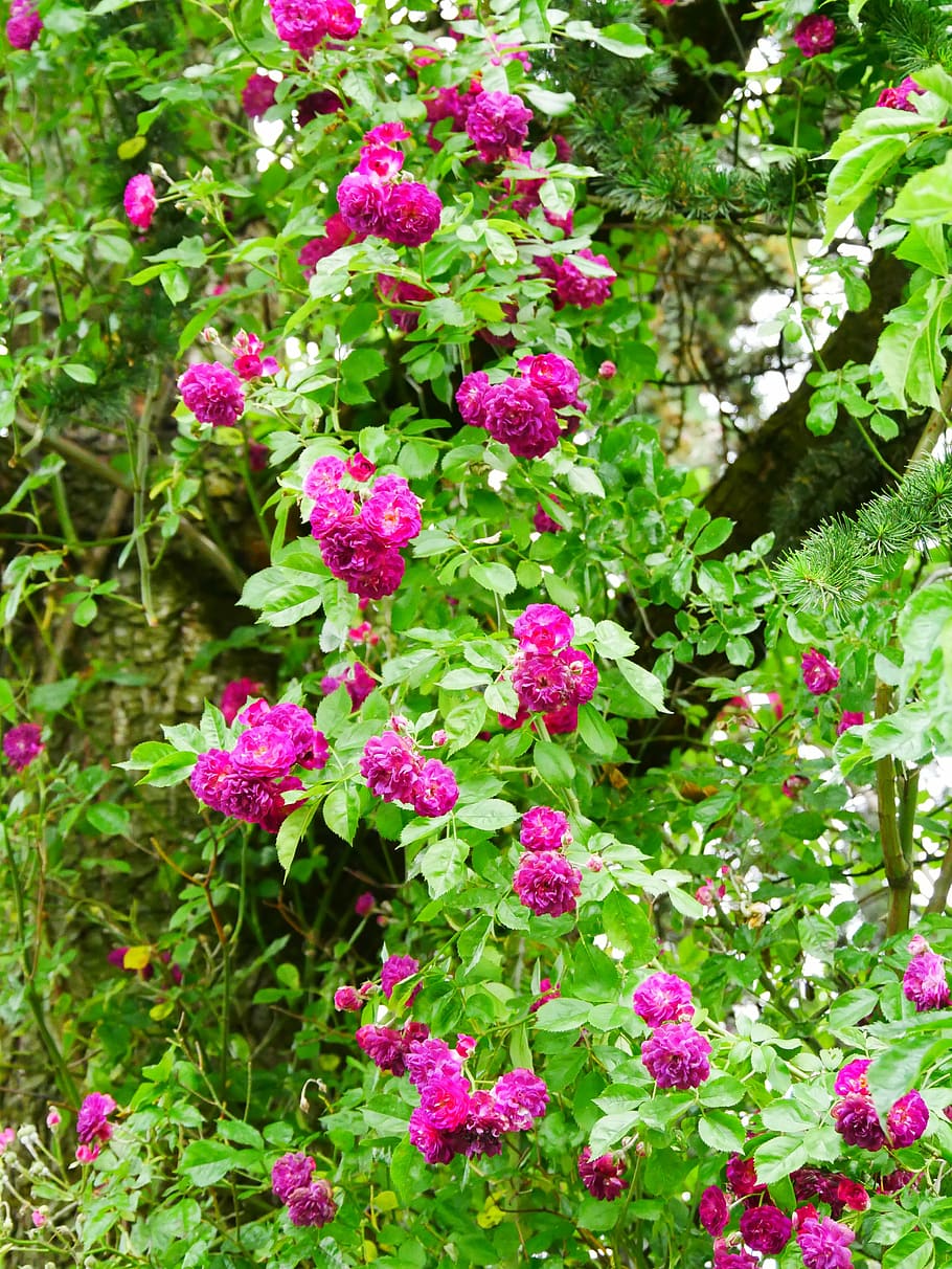 Choosing and installing a climbing plant at an angle