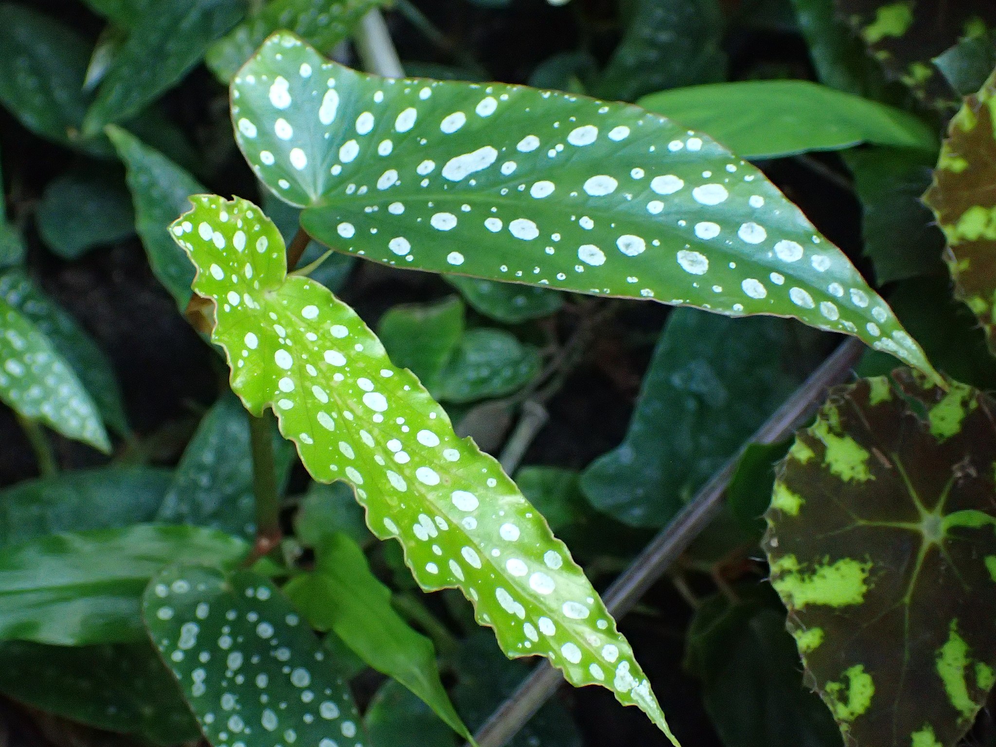 How to properly grow begonia maculata