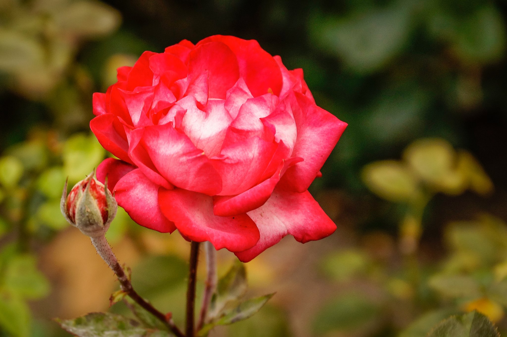 Flora and flowers threatened in France