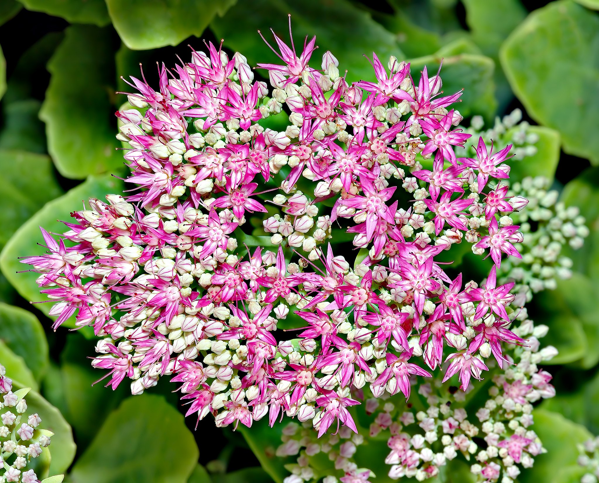 How to divide the tufts of sedum spectabile?