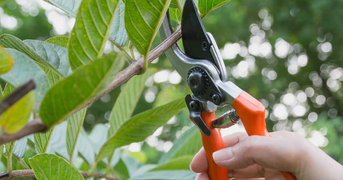Maintain summer pots