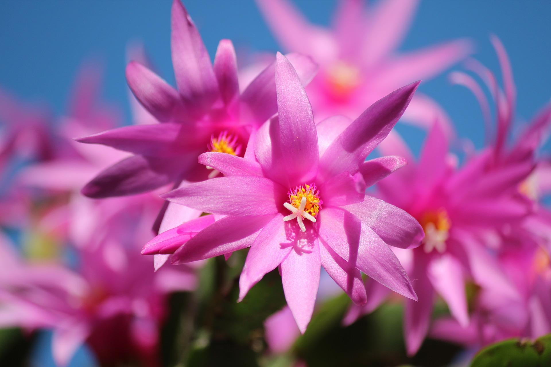 How to grow the Christmas cactus or Schlumbergera