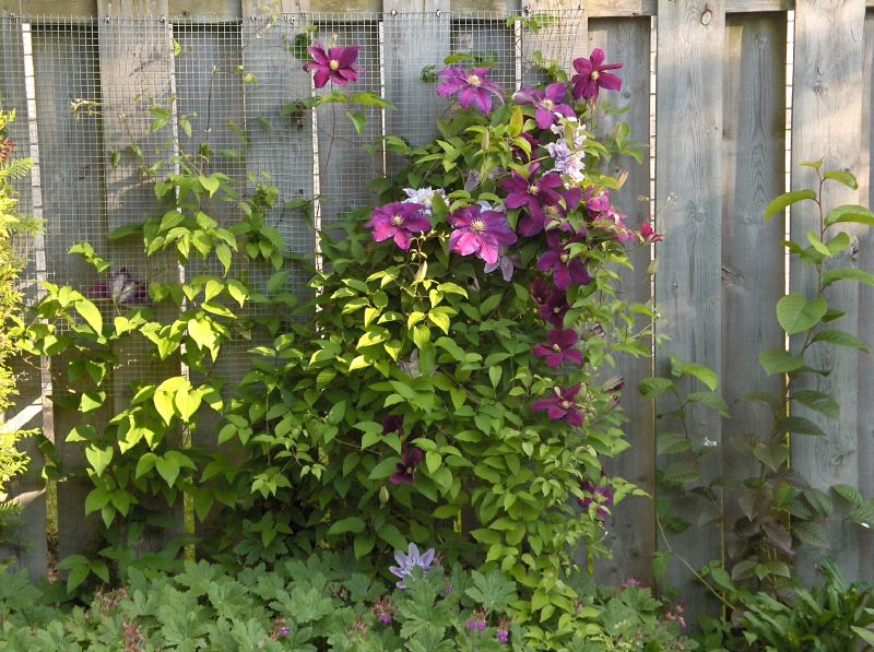 How to flower a fence with annual climbing flowers