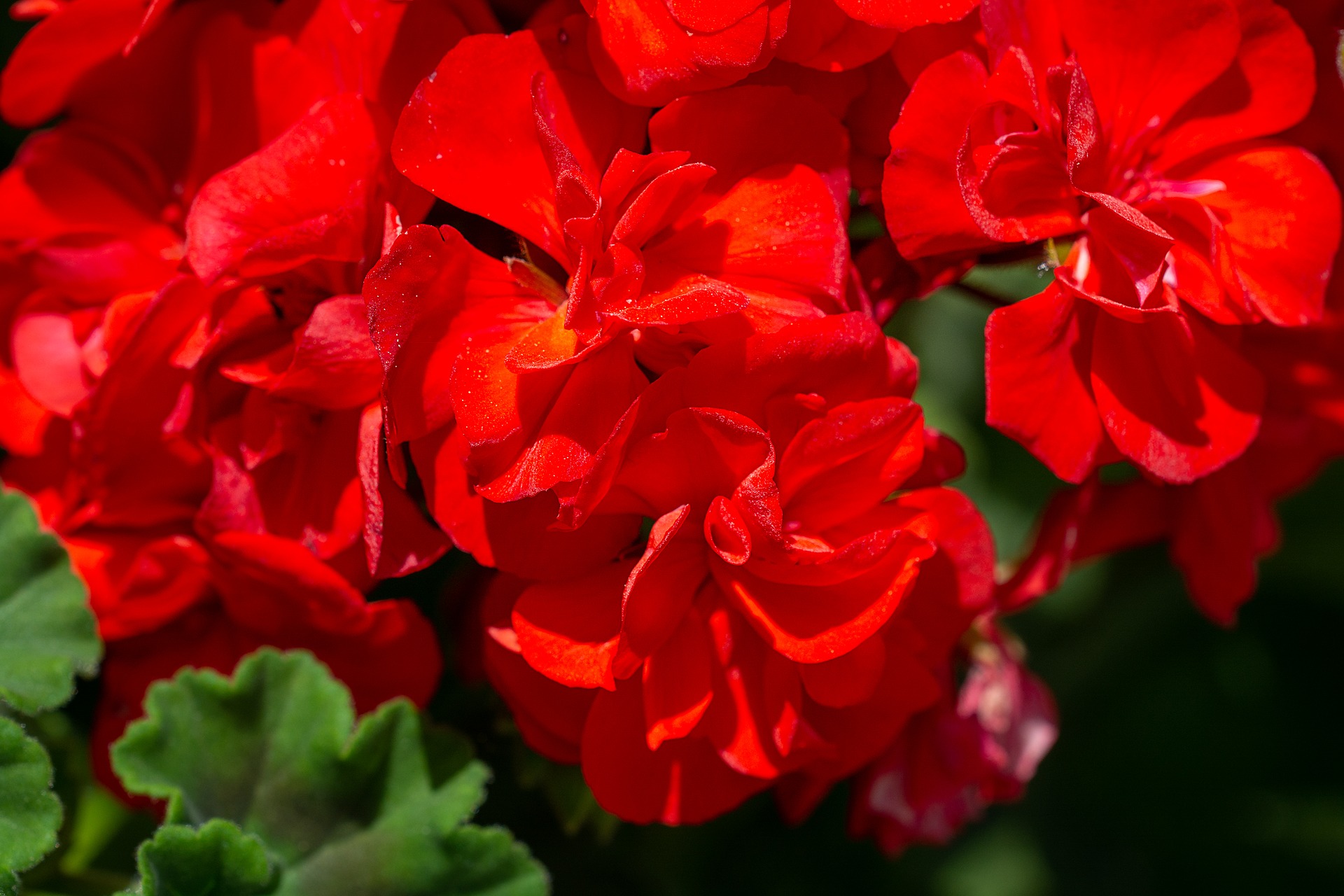 Install straight and drooping geraniums on a balcony