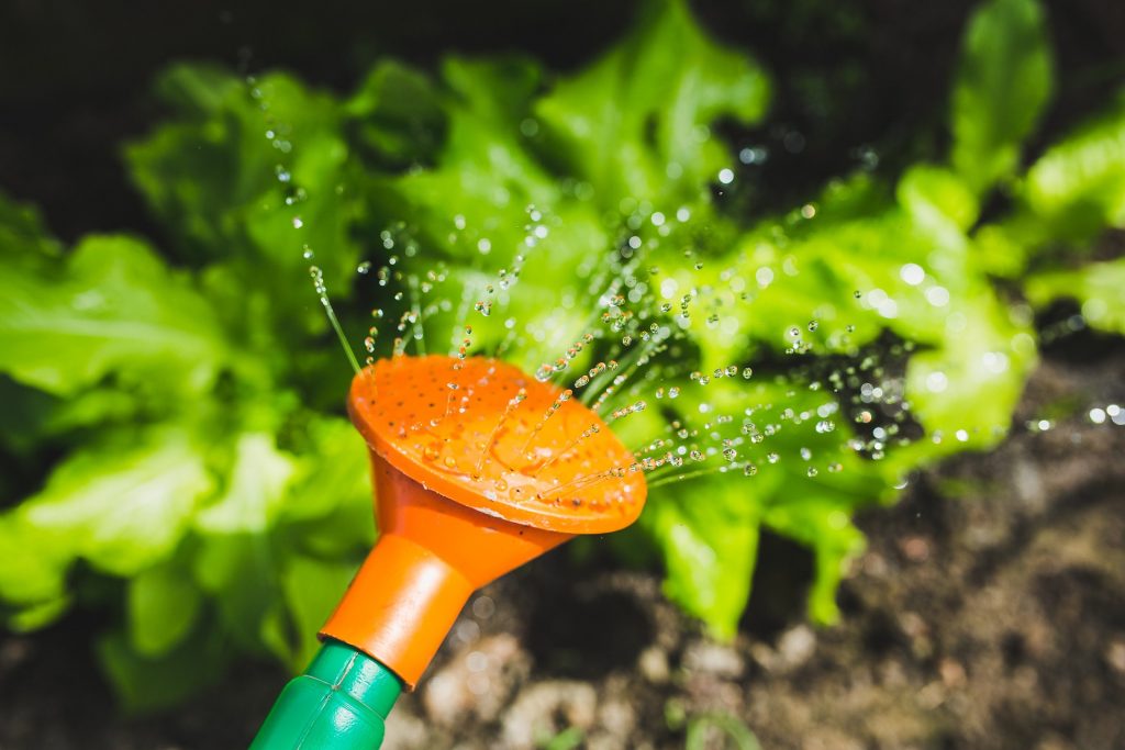 Water the pots in summer without making mistakes