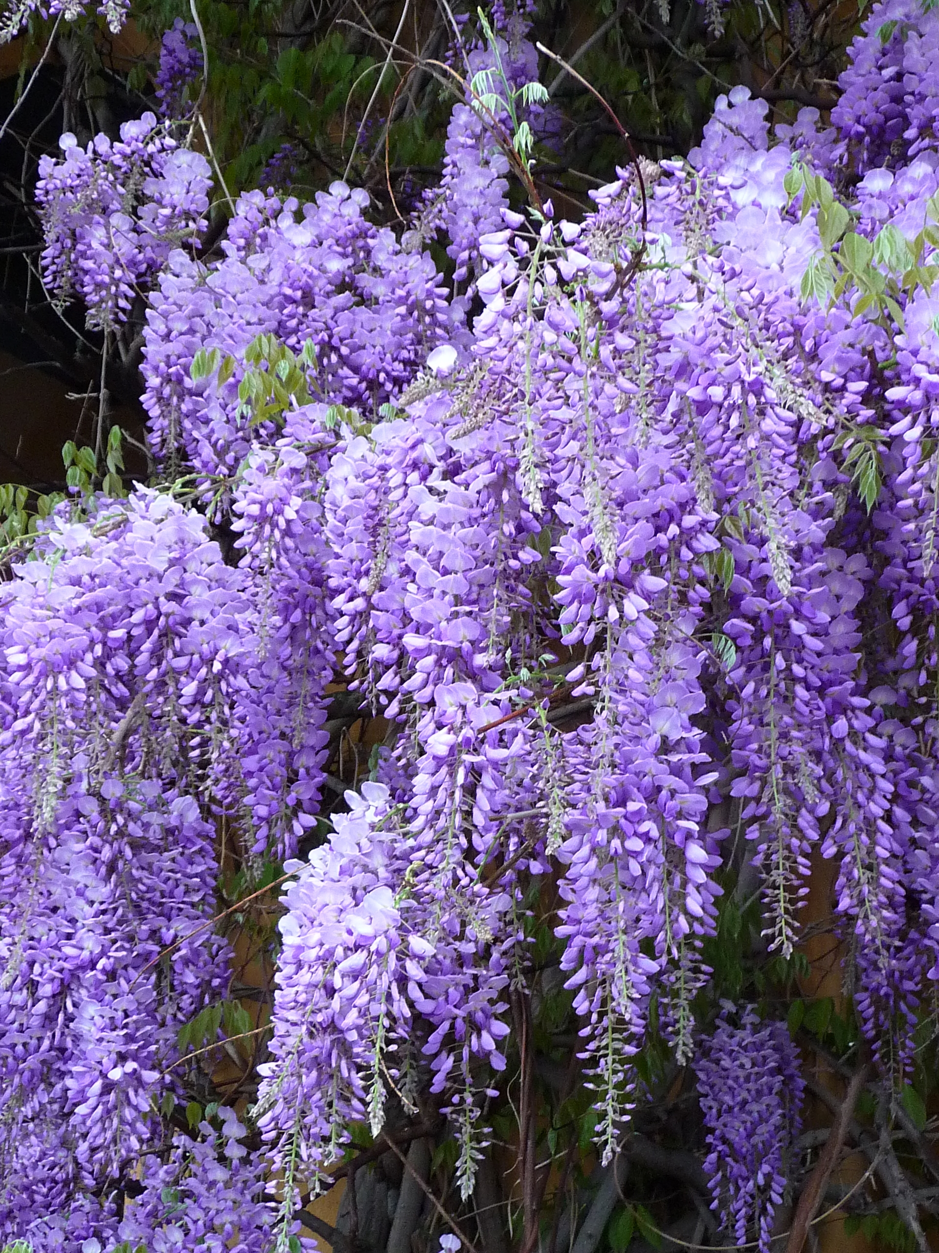 Pinch the wisteria to promote new blooms