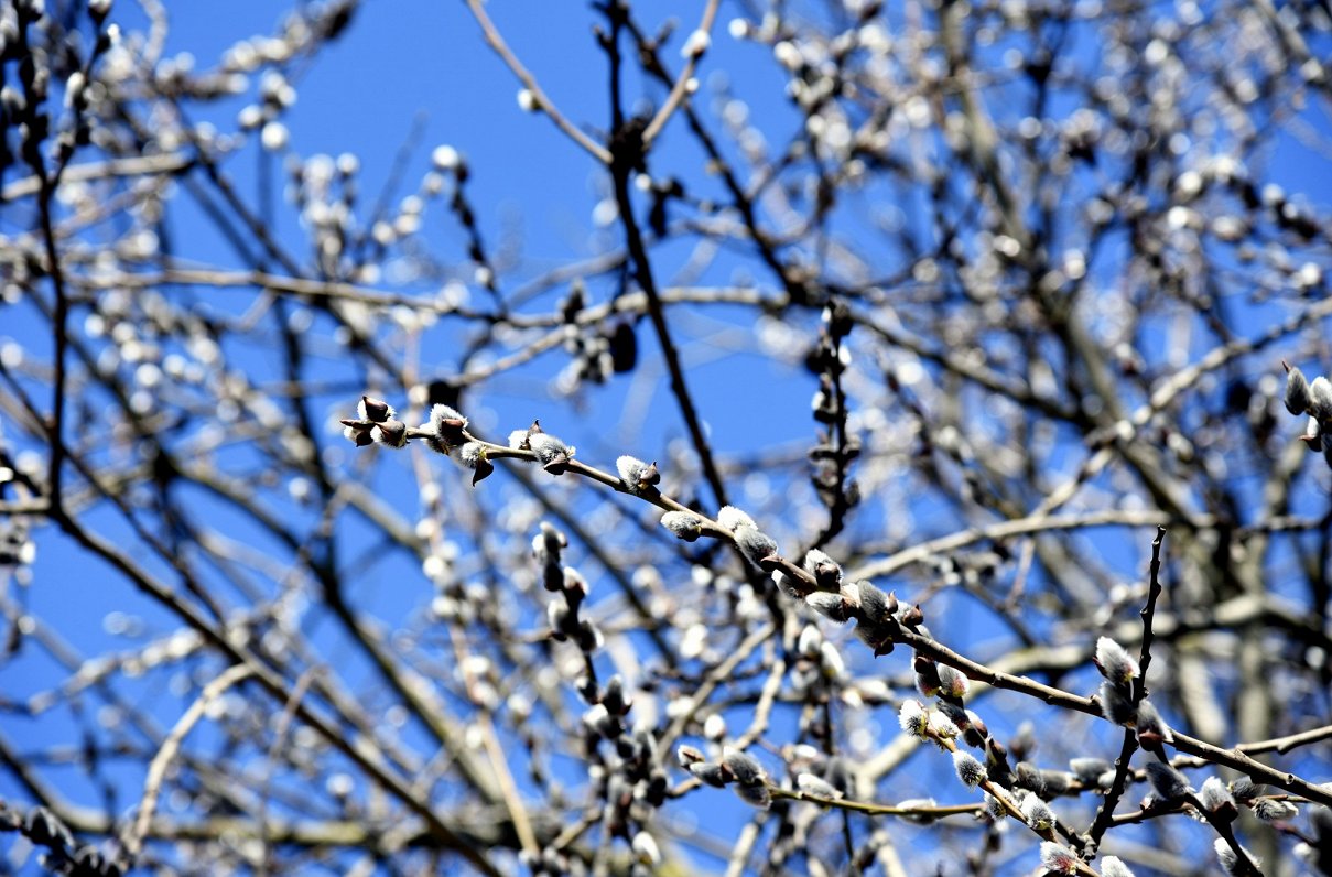 Palm Sunday and the weather: sayings