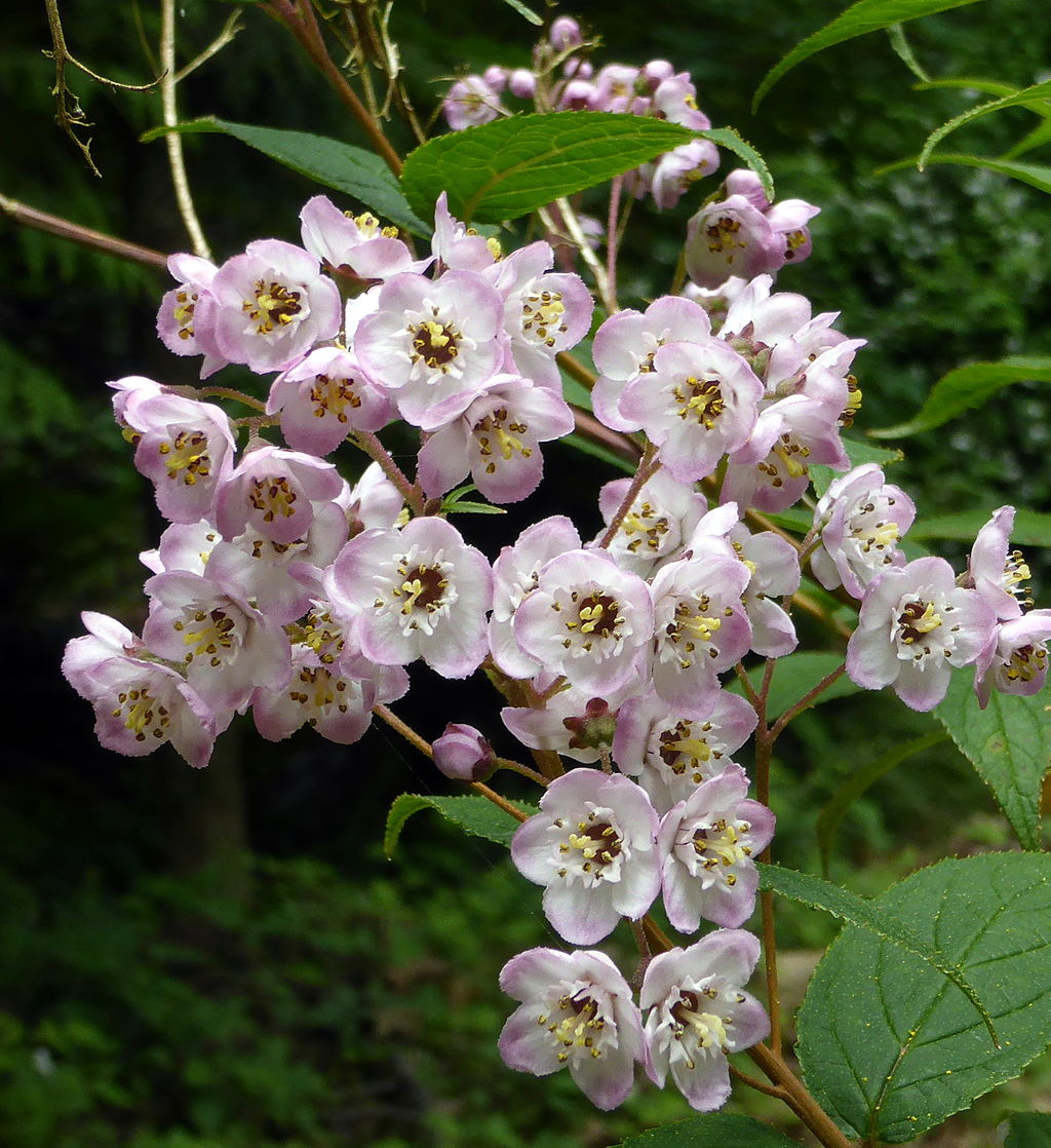 How to water deutzia: tips and method
