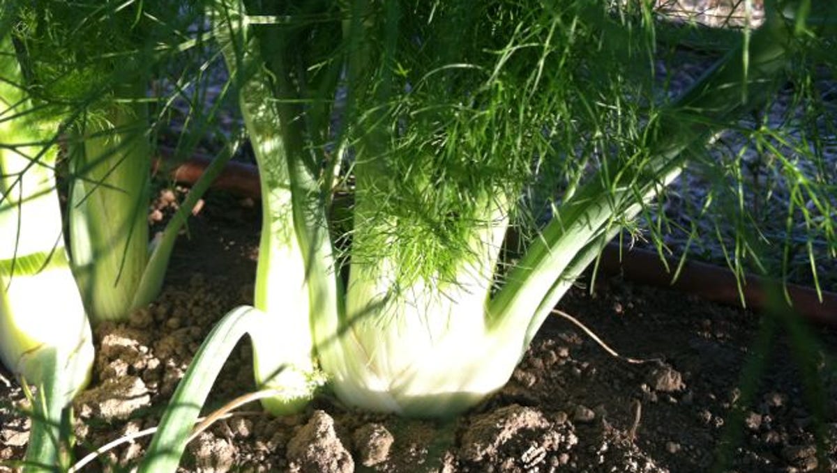 Water the bulbous fennel
