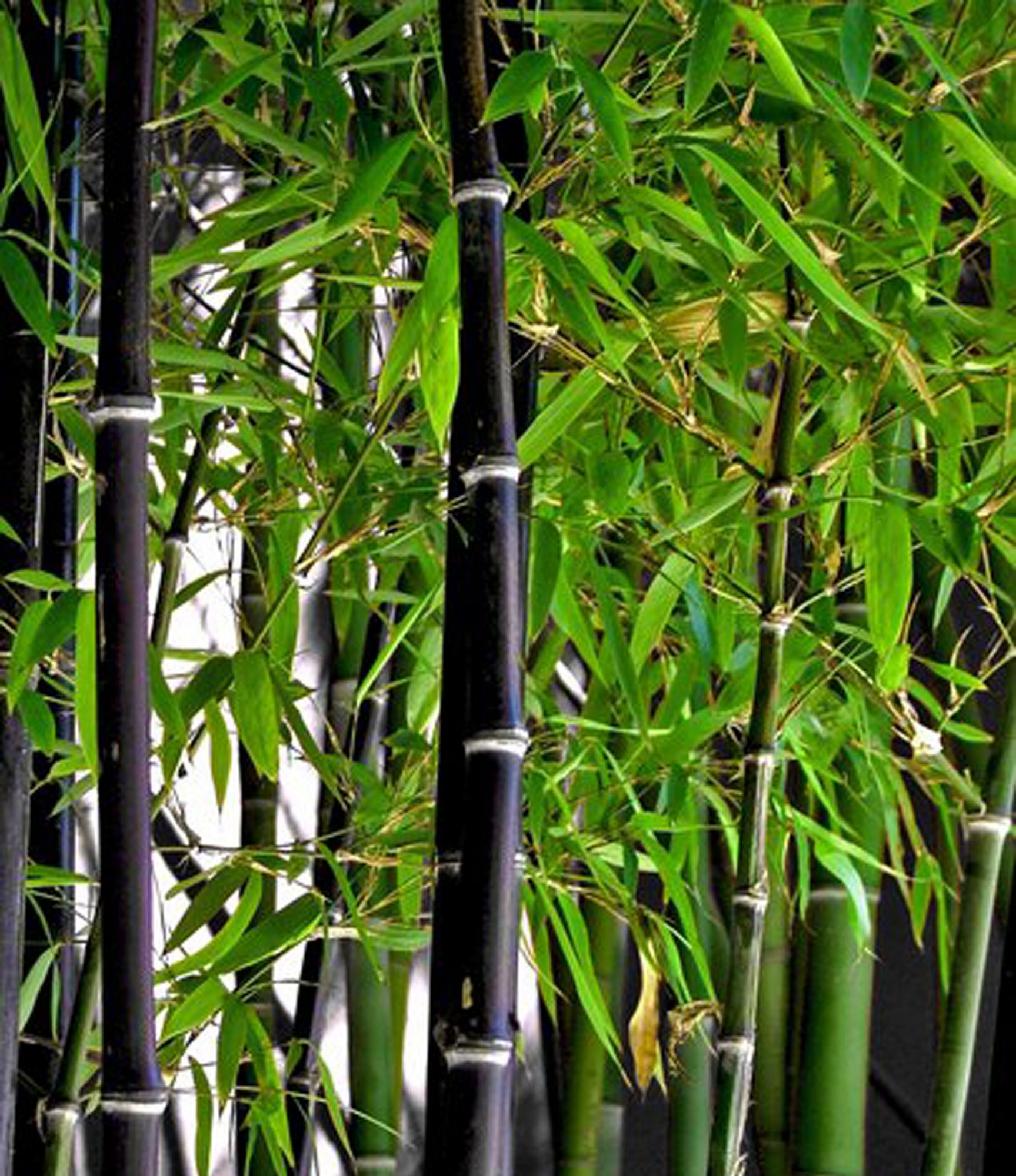 Culture sheet: black bamboo (Phyllostachys nigra)