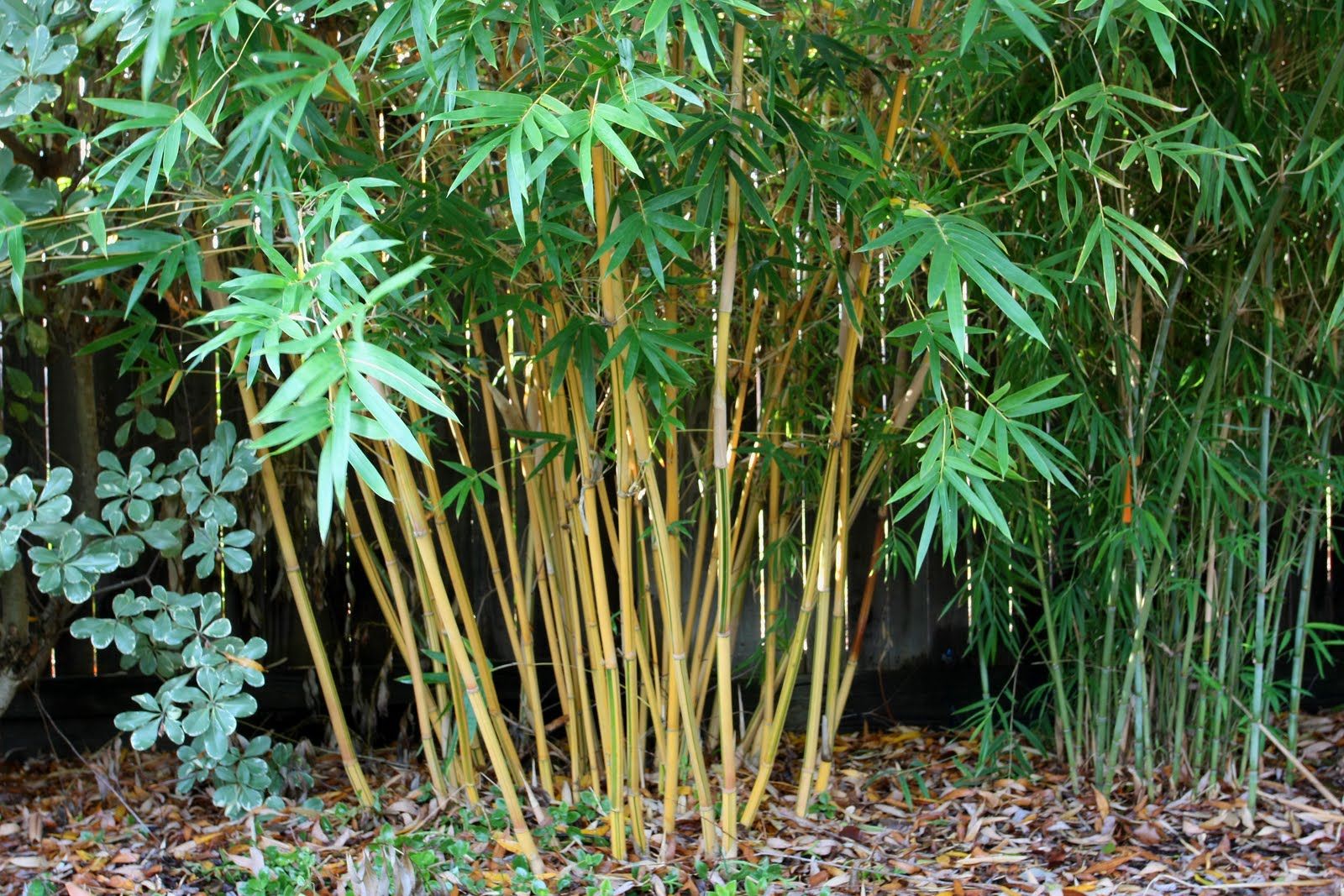 Bamboos indoors under certain conditions