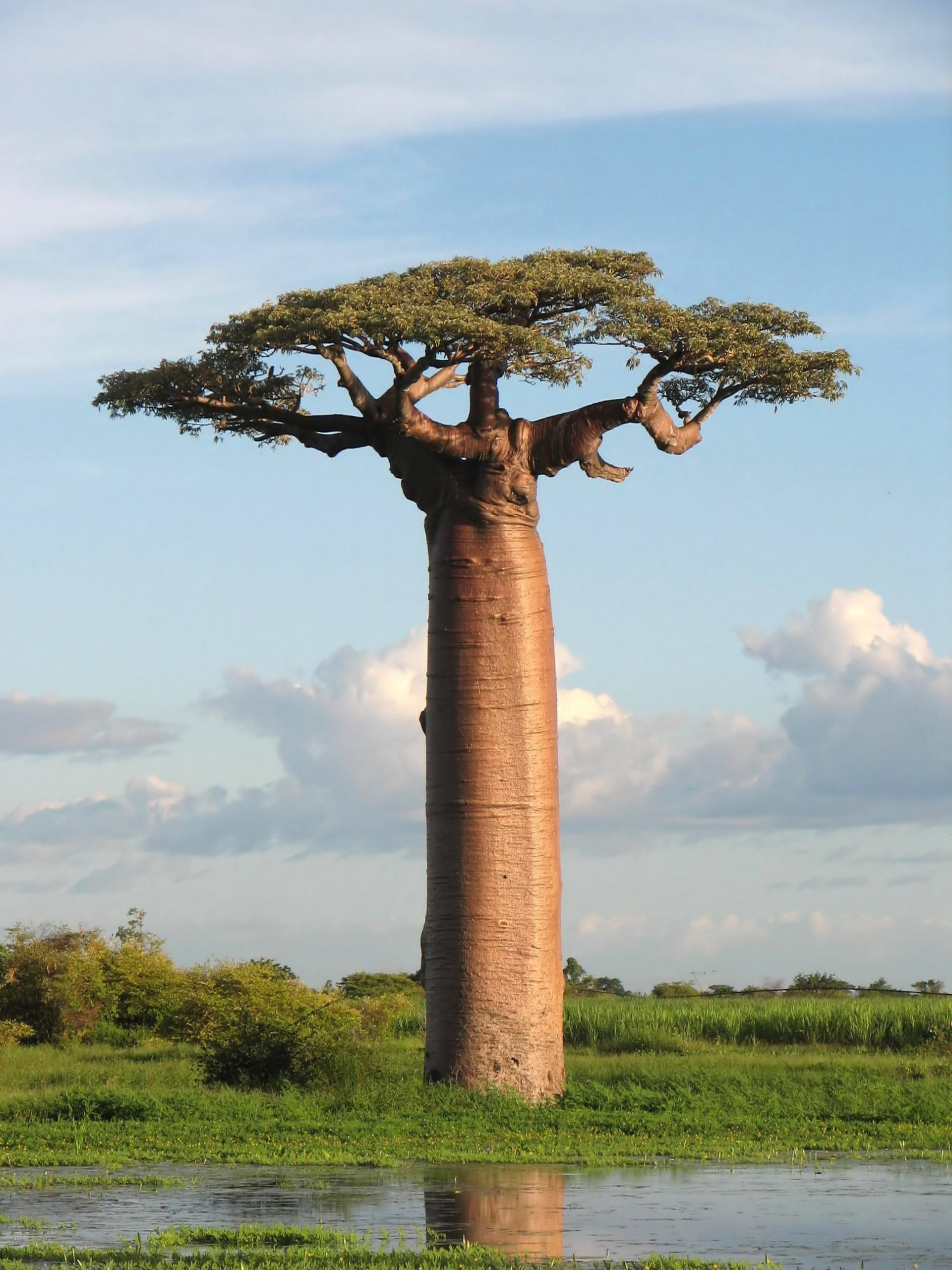 Transplant the baobab