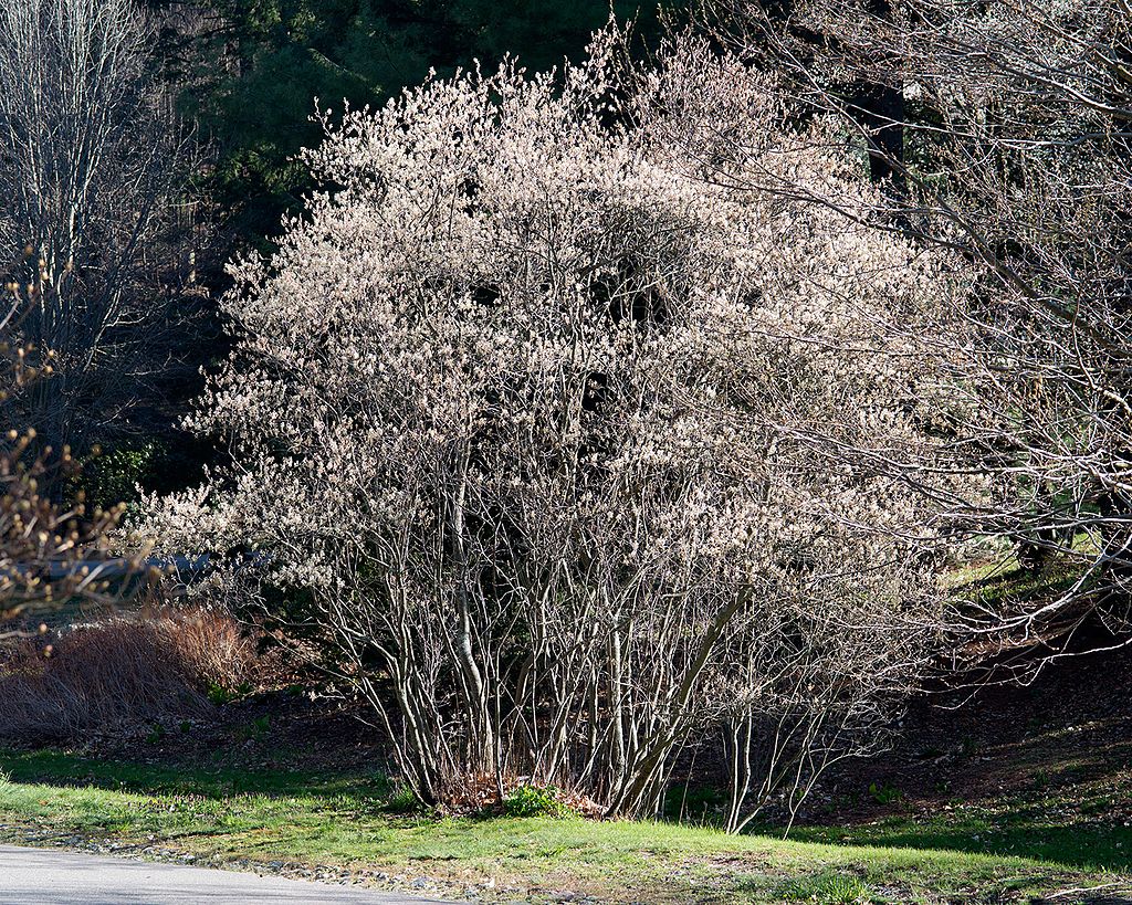 Water the serviceberry