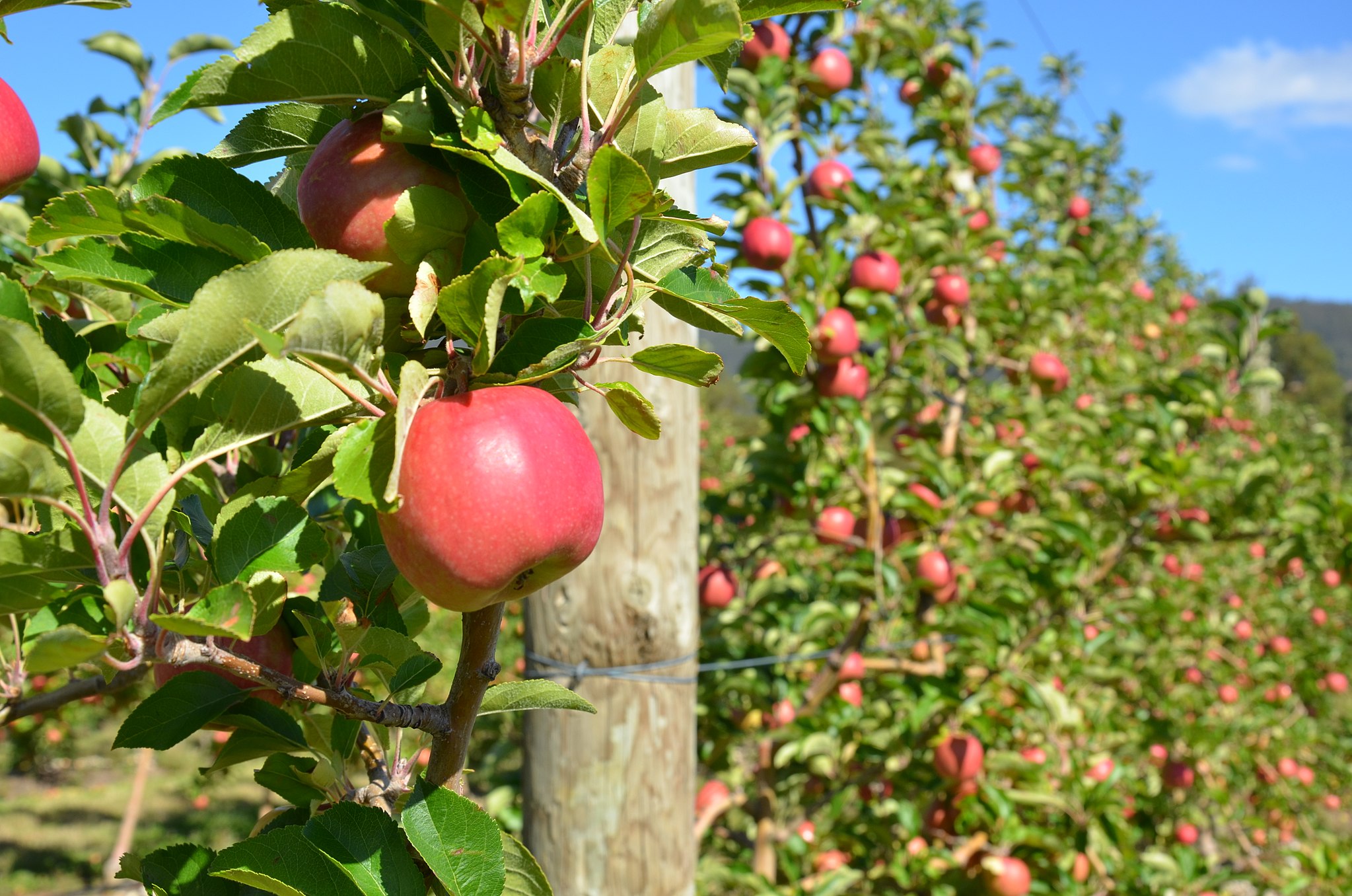 Orchard: prevention against winter pests and diseases