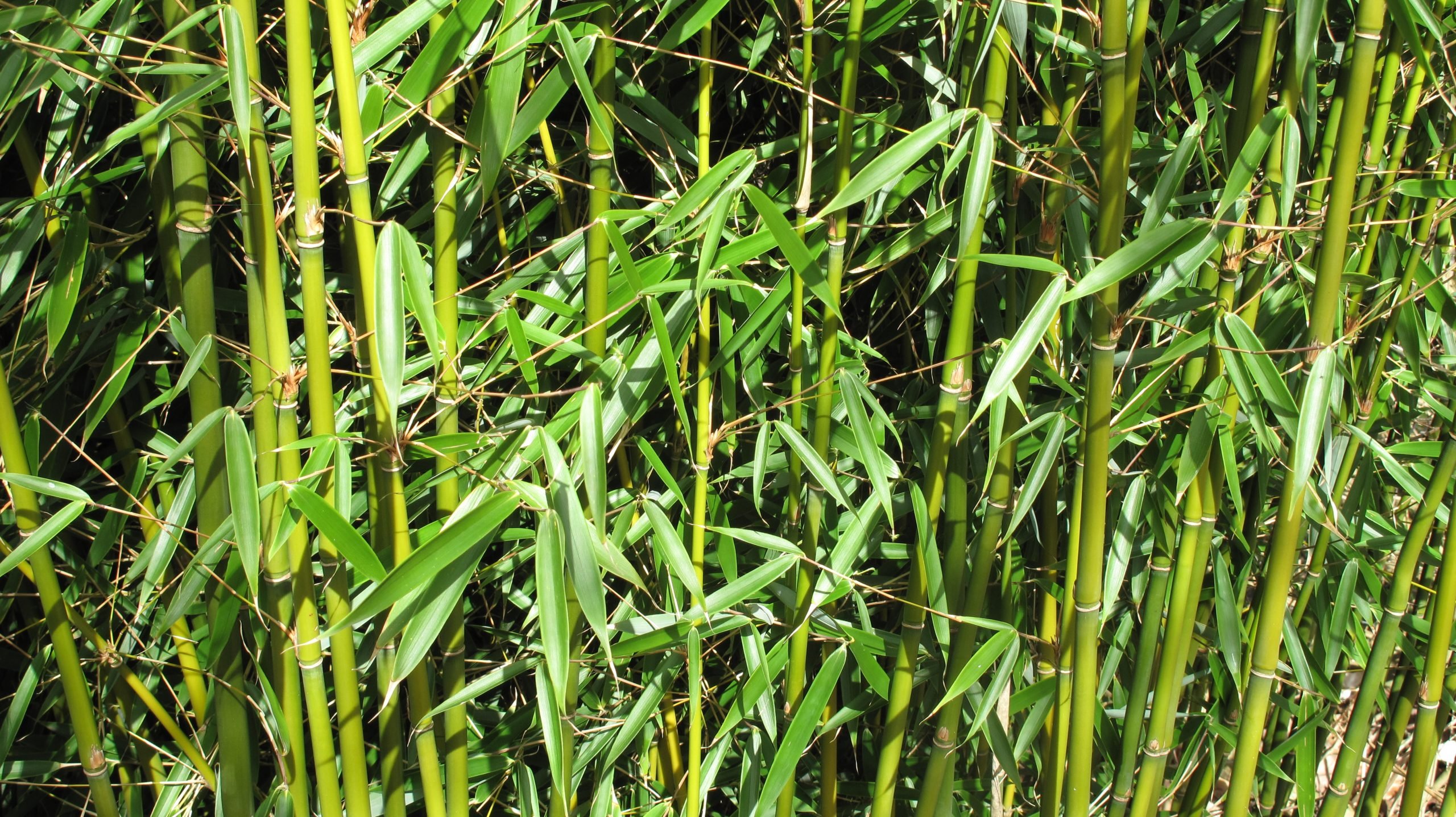 Divide a bamboo in a bin to replant it in the garden