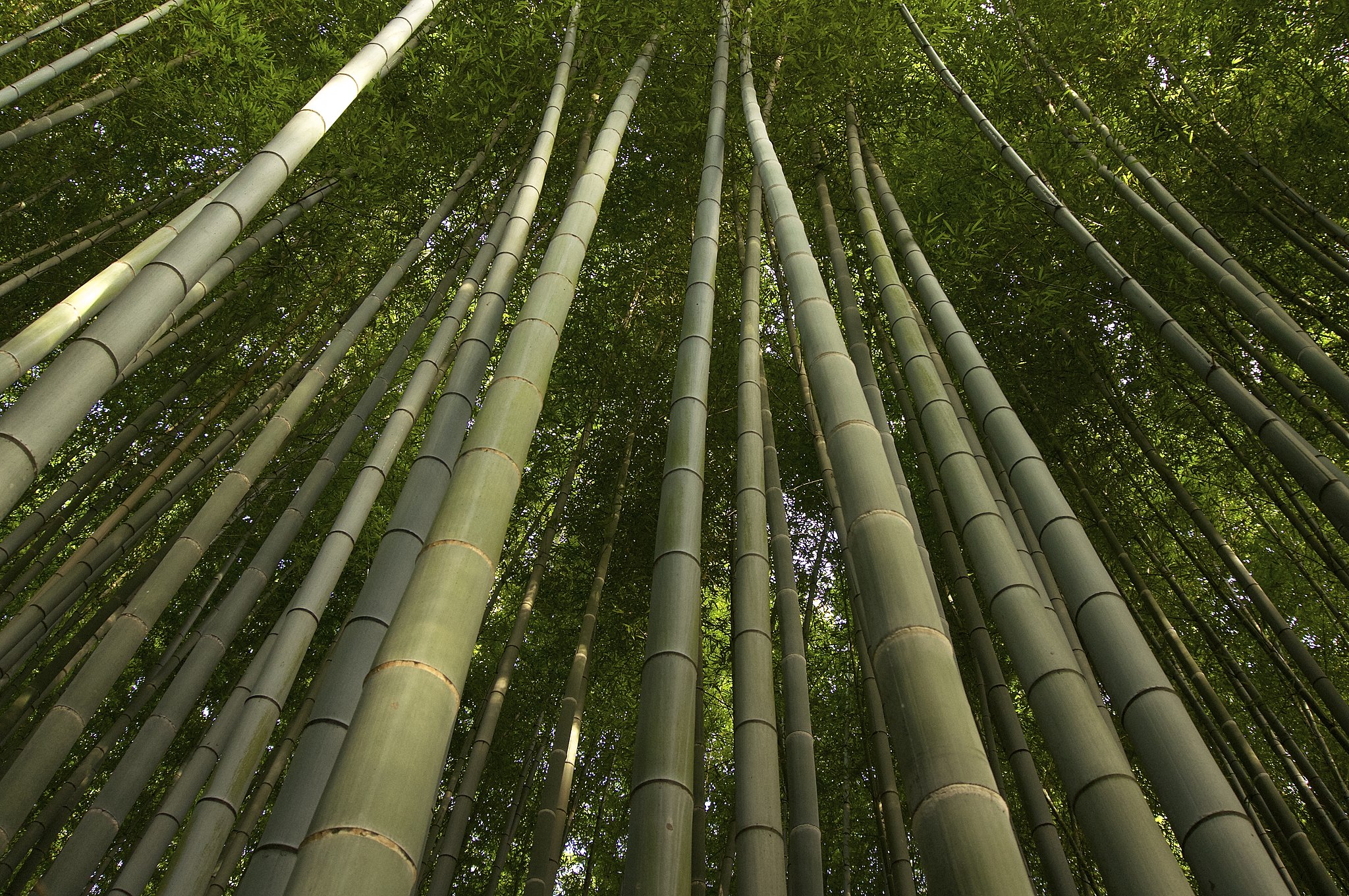 When and how to plant bamboo: tips and method