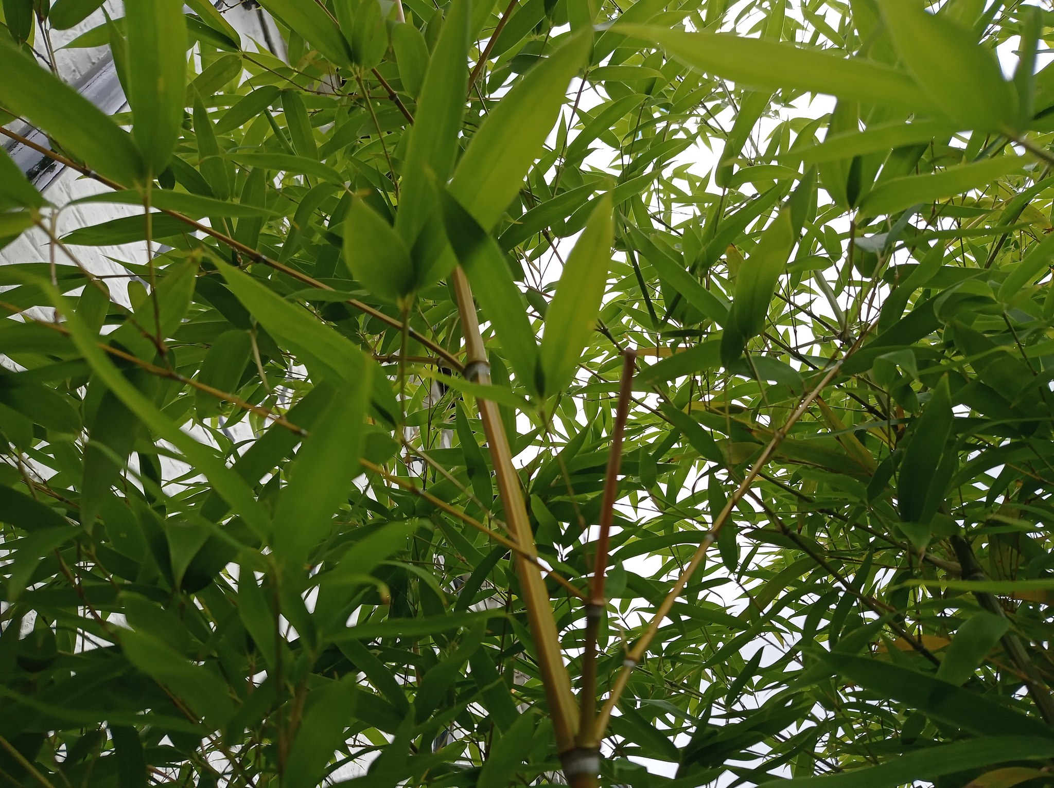 Bamboos: the methods to not let yourself be invaded