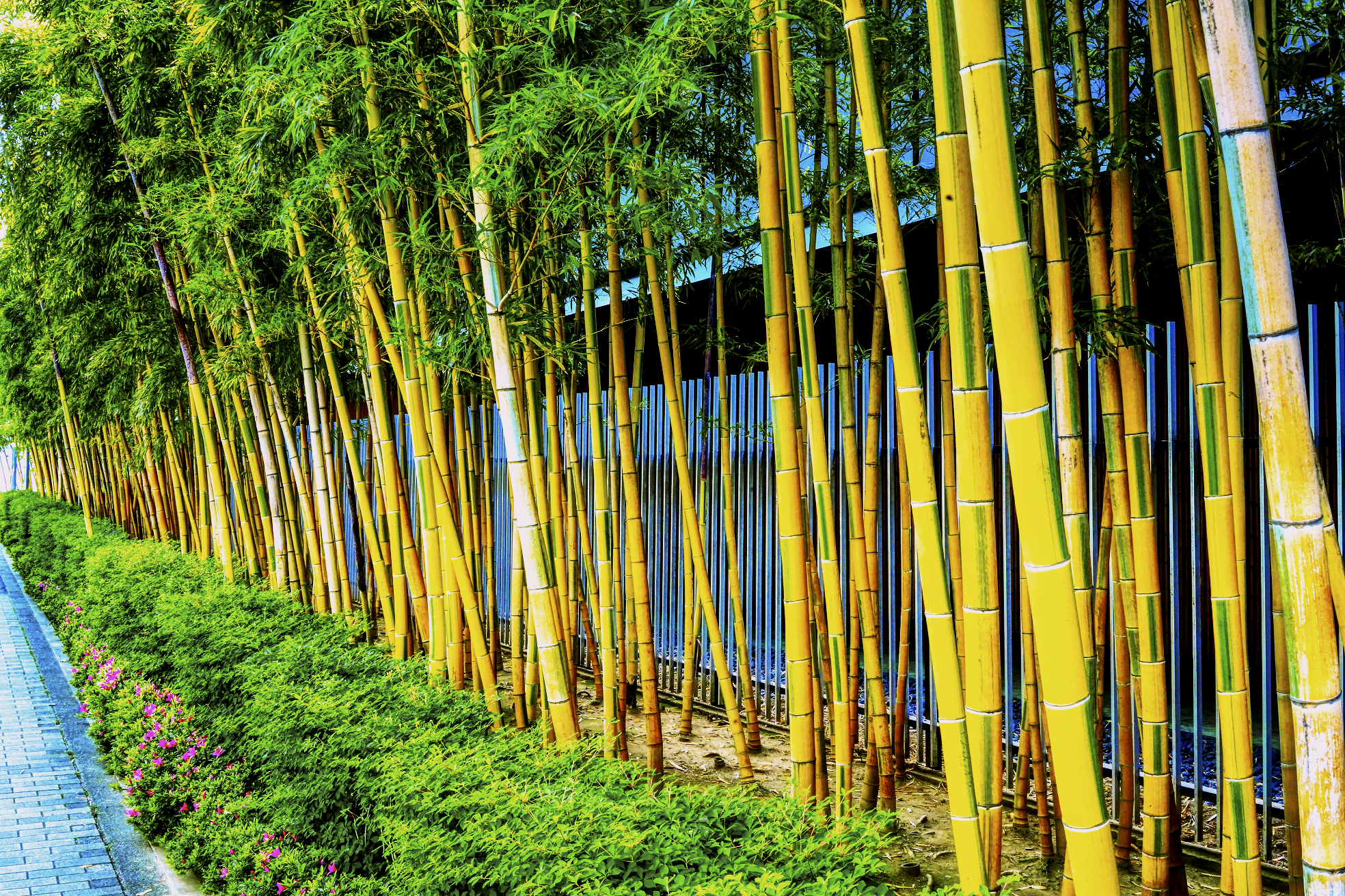Everything you need to know about bamboo in the garden