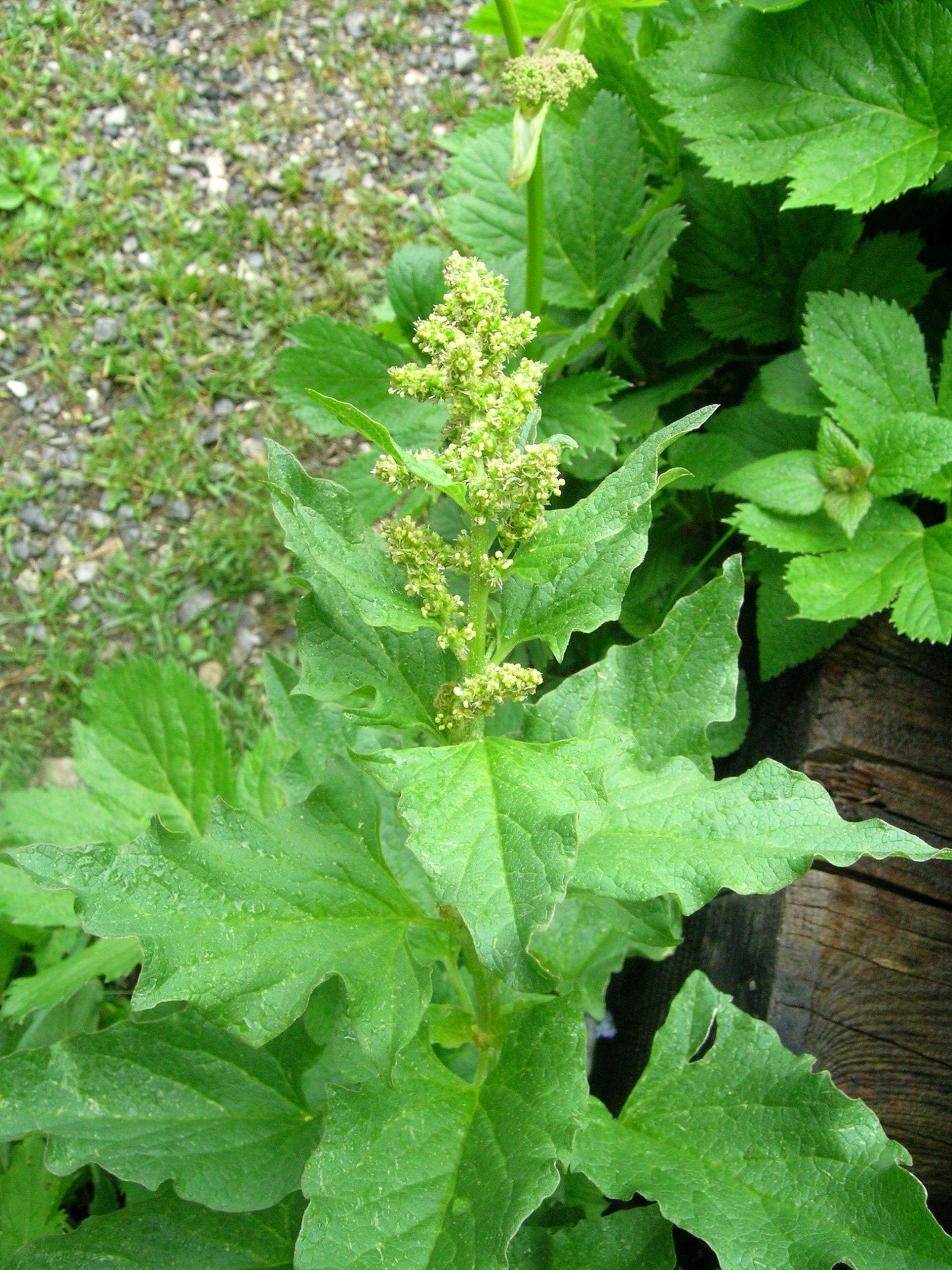 Goosefoot Bon-Henri: how to grow successfully